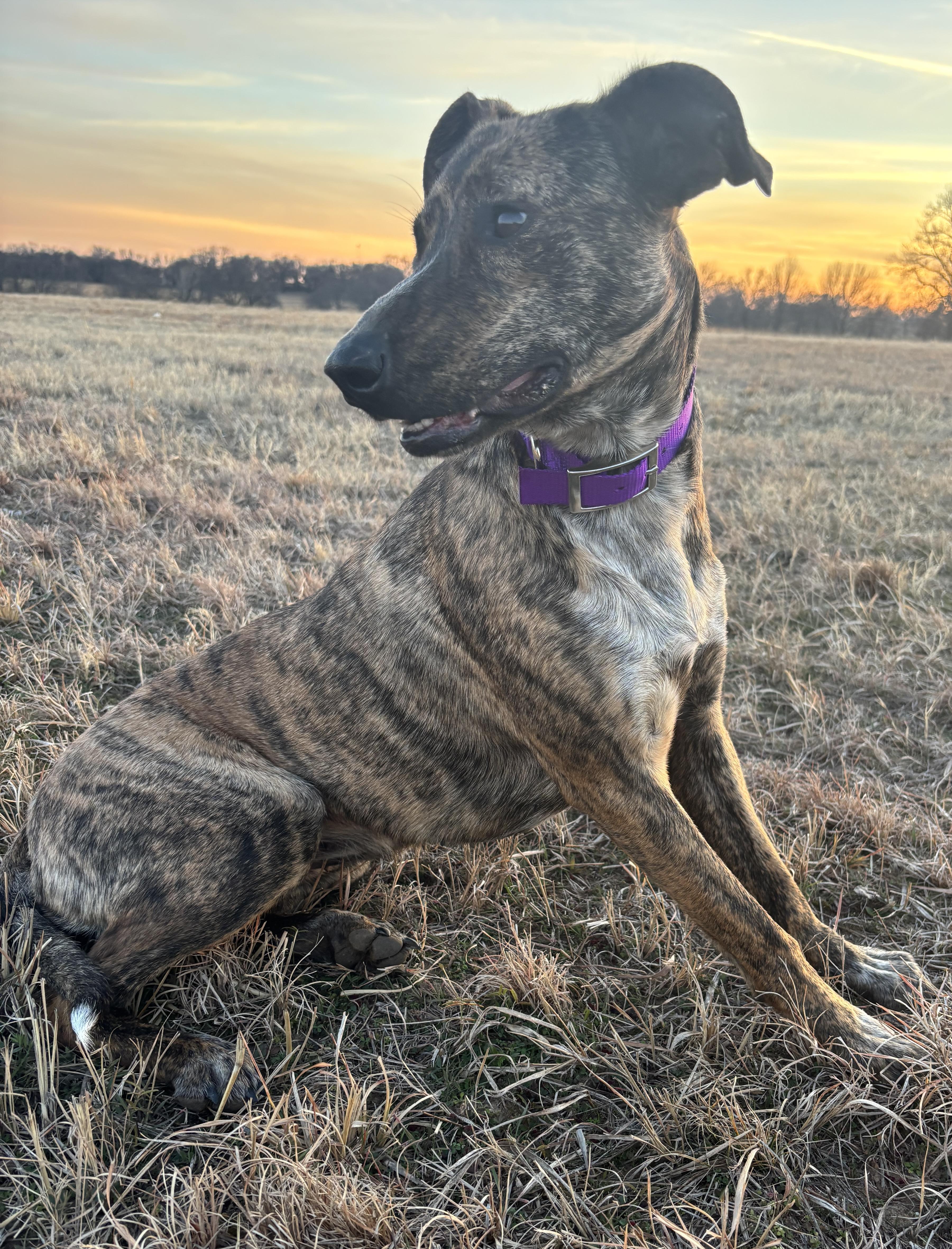 Enlarge Oakley, a Adoptable mixed breed in Okemah, OK image 2/6