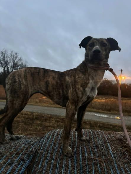 Enlarge Oakley, a Adoptable mixed breed in Okemah, OK image 6/6