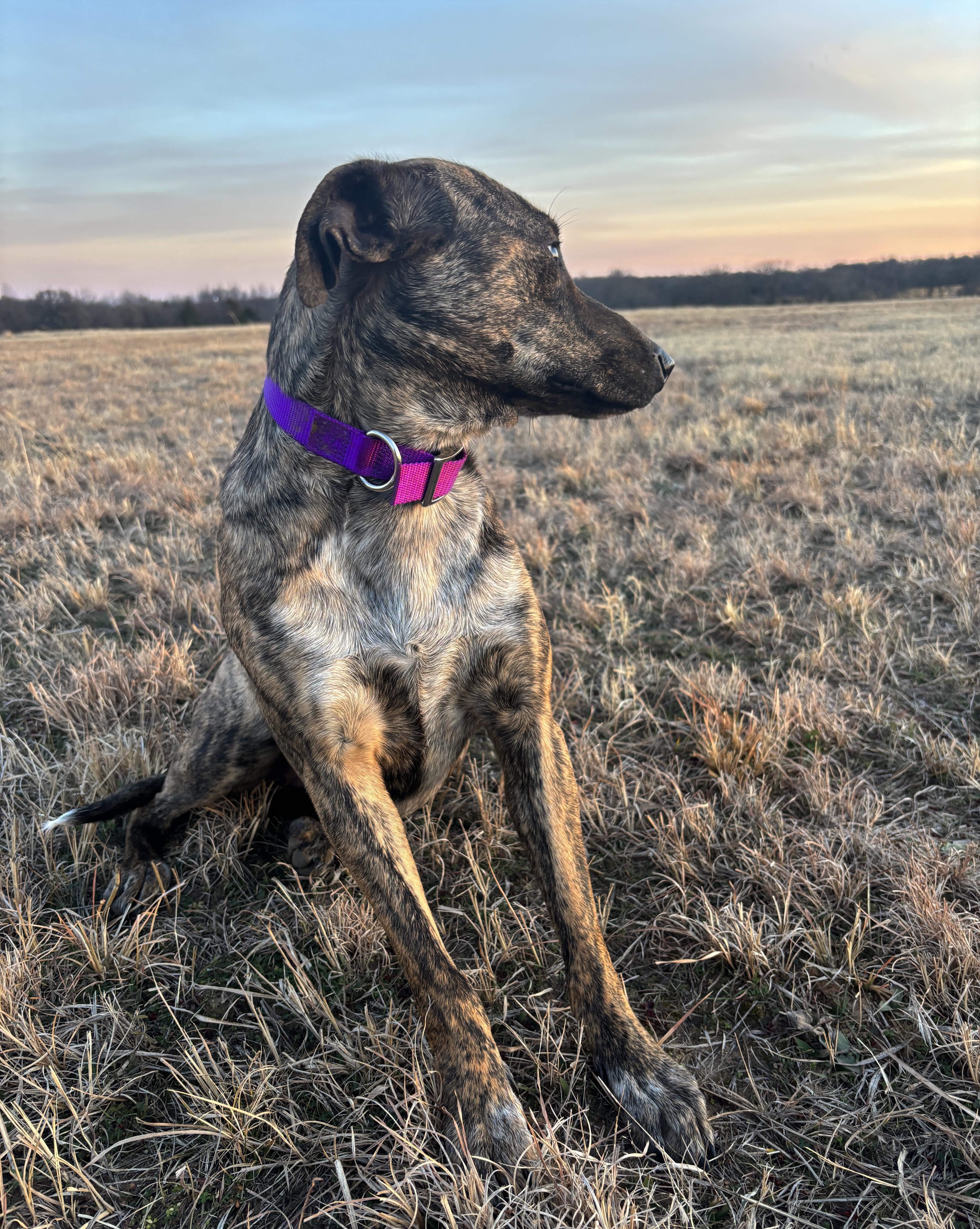 Enlarge Oakley, a Adoptable mixed breed in Okemah, OK image 5/6