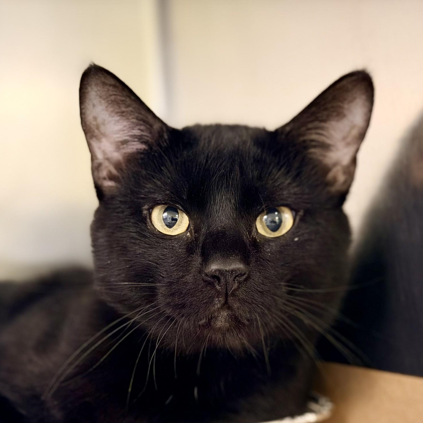 August, a ADOPTABLE Domestic Short Hair in Jackson, NJ image 2/2