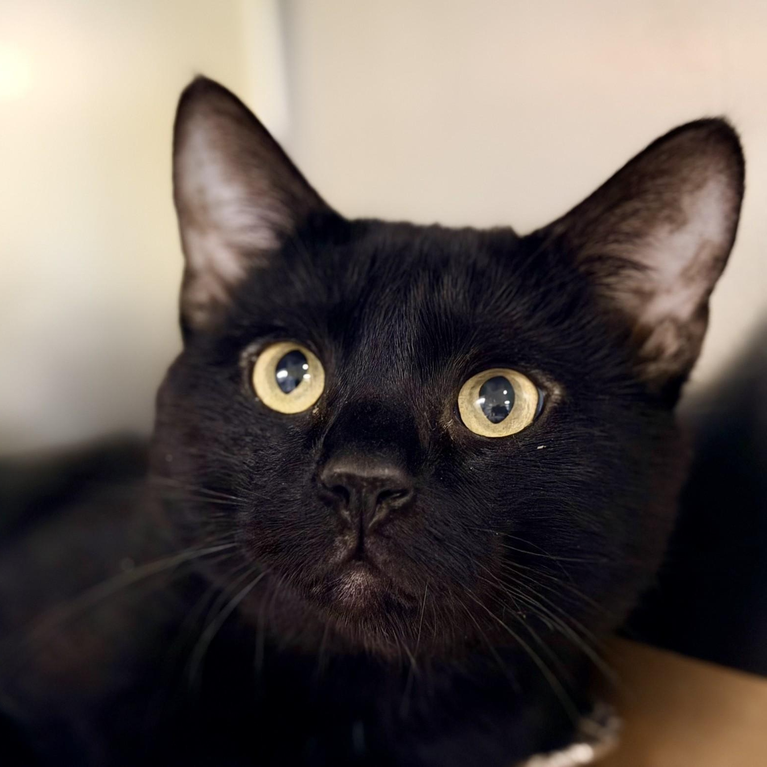 August, ADOPTABLE, Adult Male Domestic Short Hair.