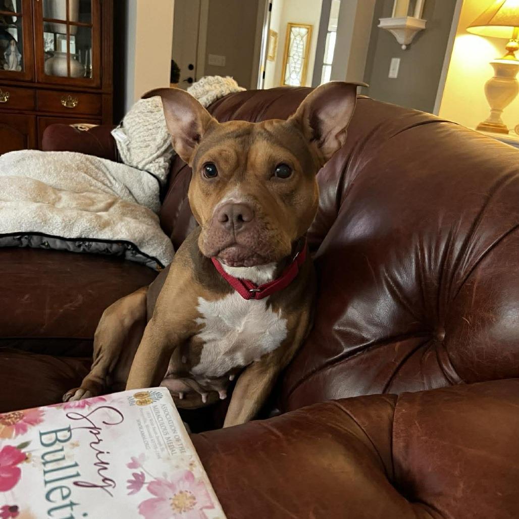 Froggy, Adoptable, Adult Female Pit Bull Terrier.