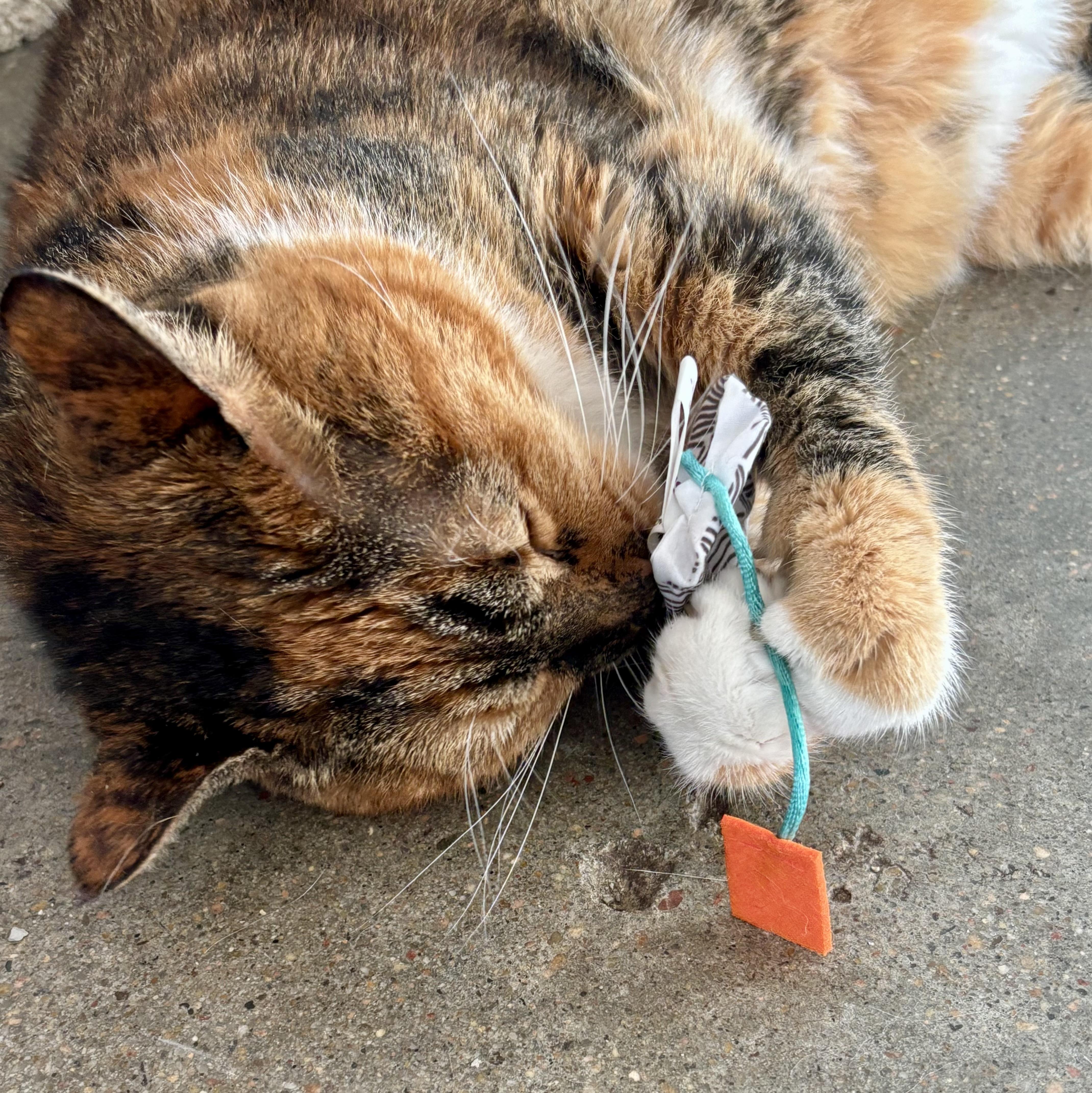 Enlarge Maude, a ADOPTABLE Tortoiseshell in Shenandoah, IA image 3/4