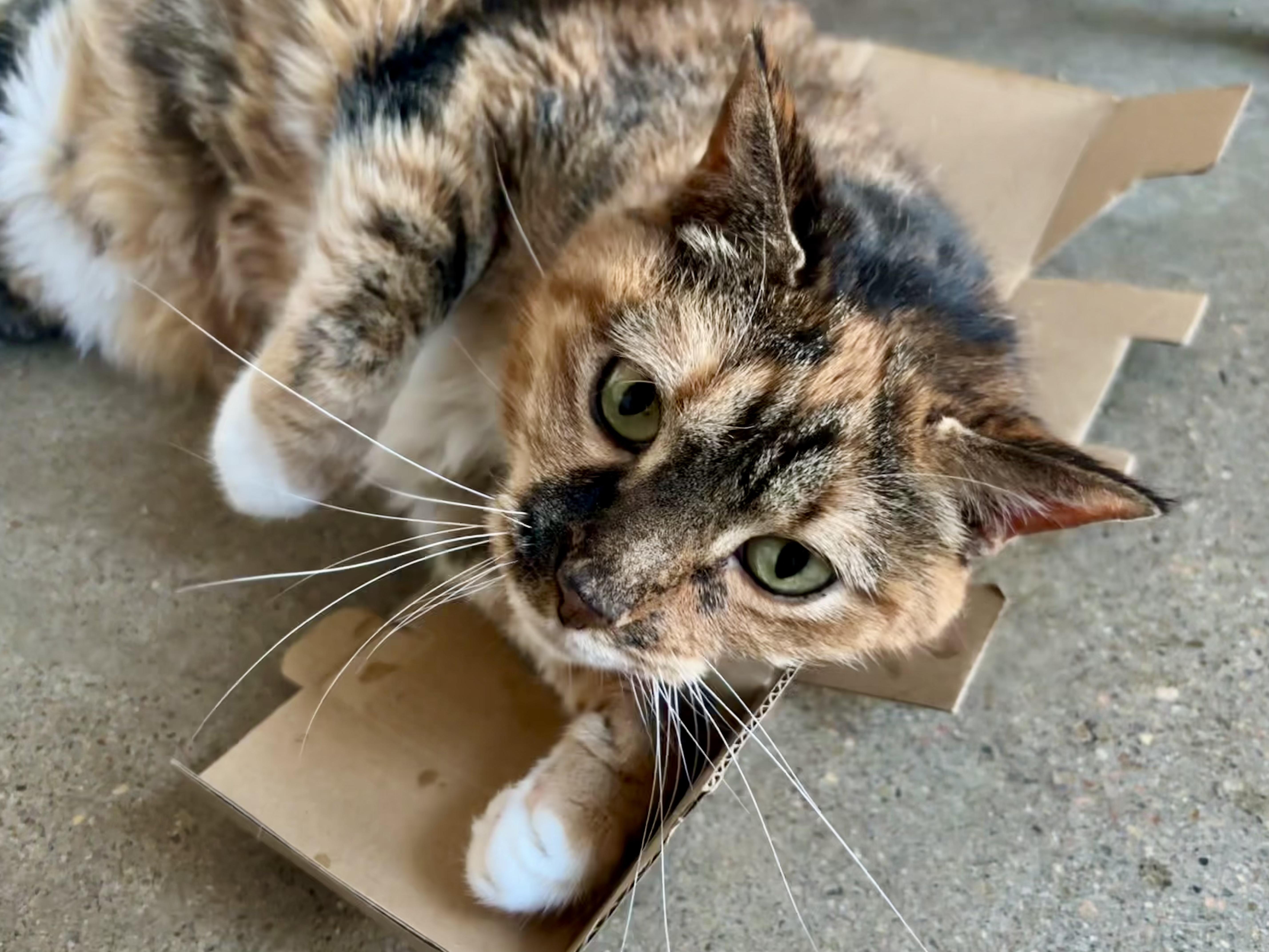 Maude, ADOPTABLE, Senior Female Tortoiseshell.