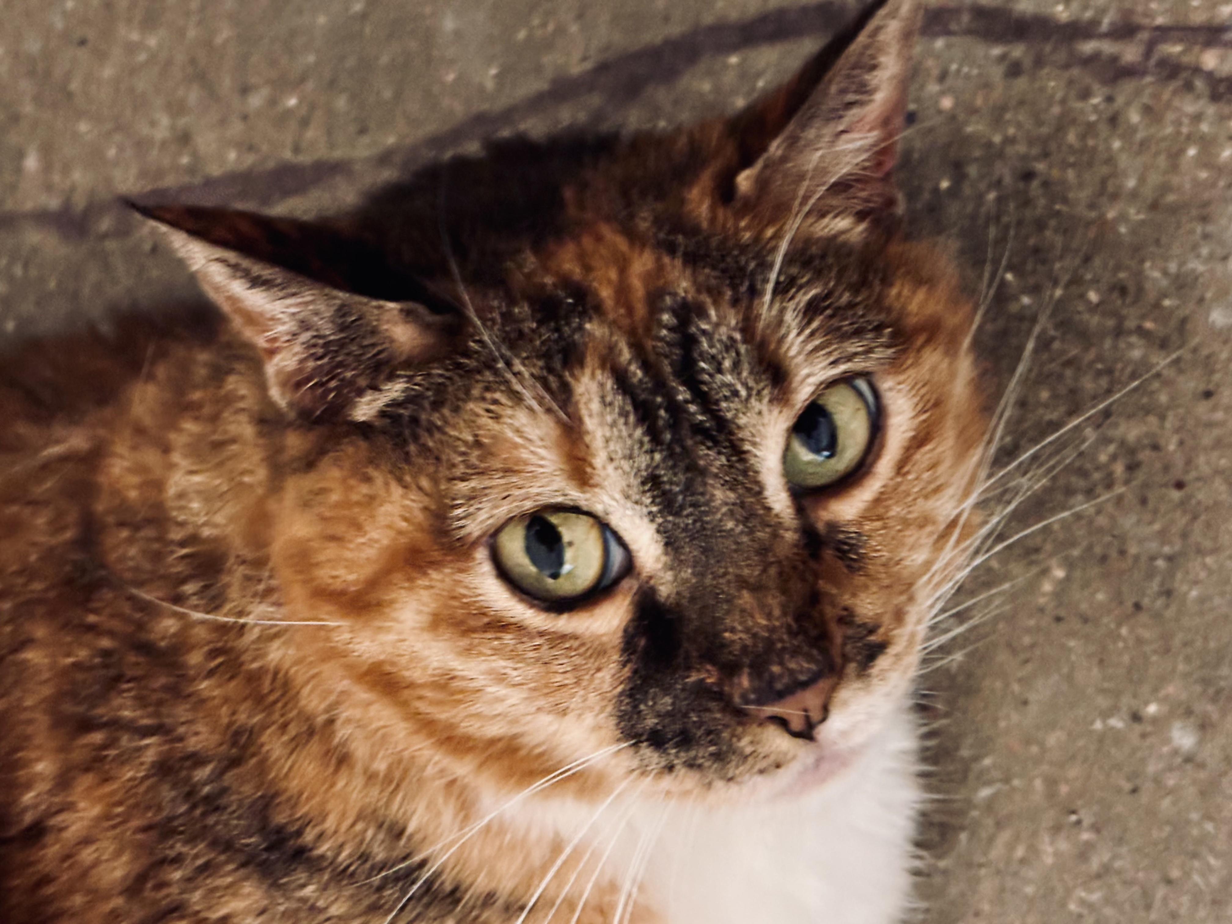 Enlarge Maude, a ADOPTABLE Tortoiseshell in Shenandoah, IA image 1/4