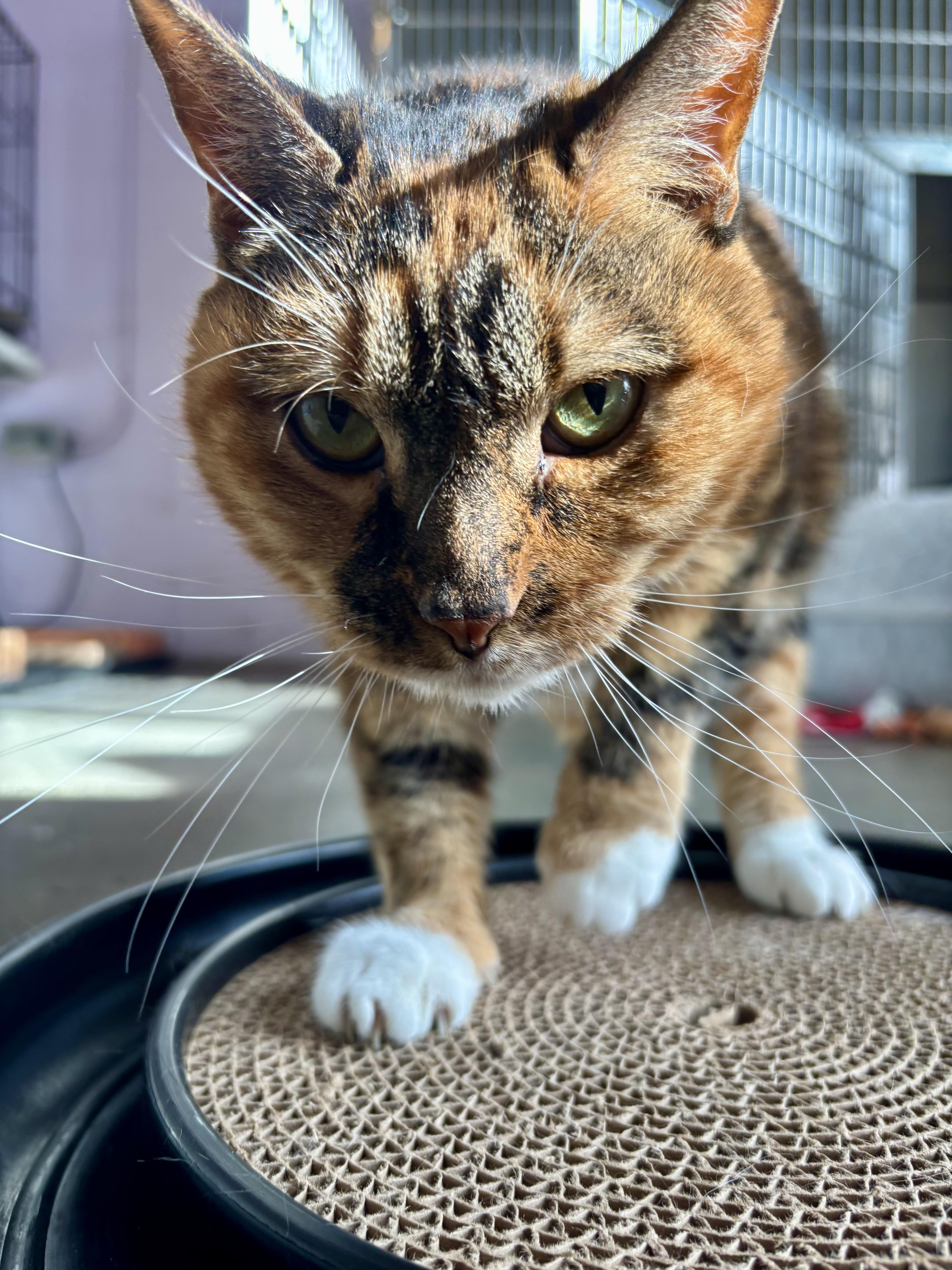 Enlarge Maude, a ADOPTABLE Tortoiseshell in Shenandoah, IA image 4/4