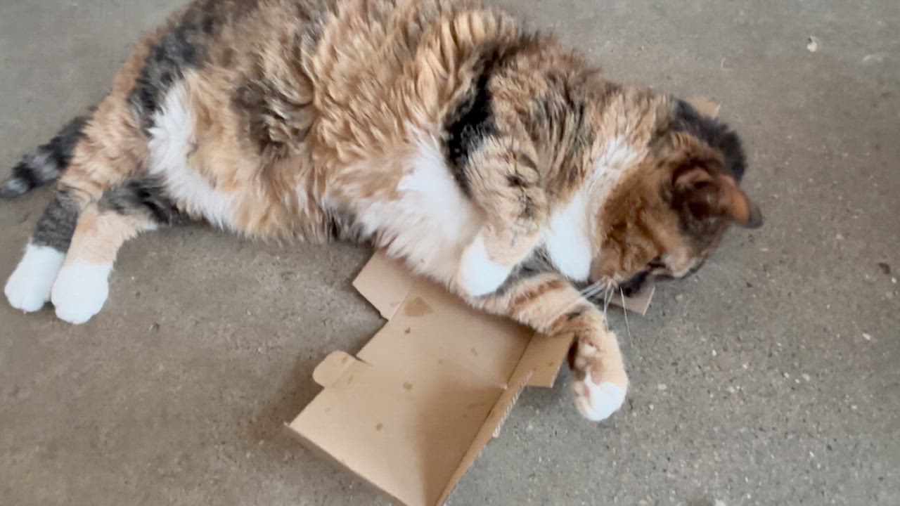 Enlarge Maude, a ADOPTABLE Tortoiseshell in Shenandoah, IA video 2/4