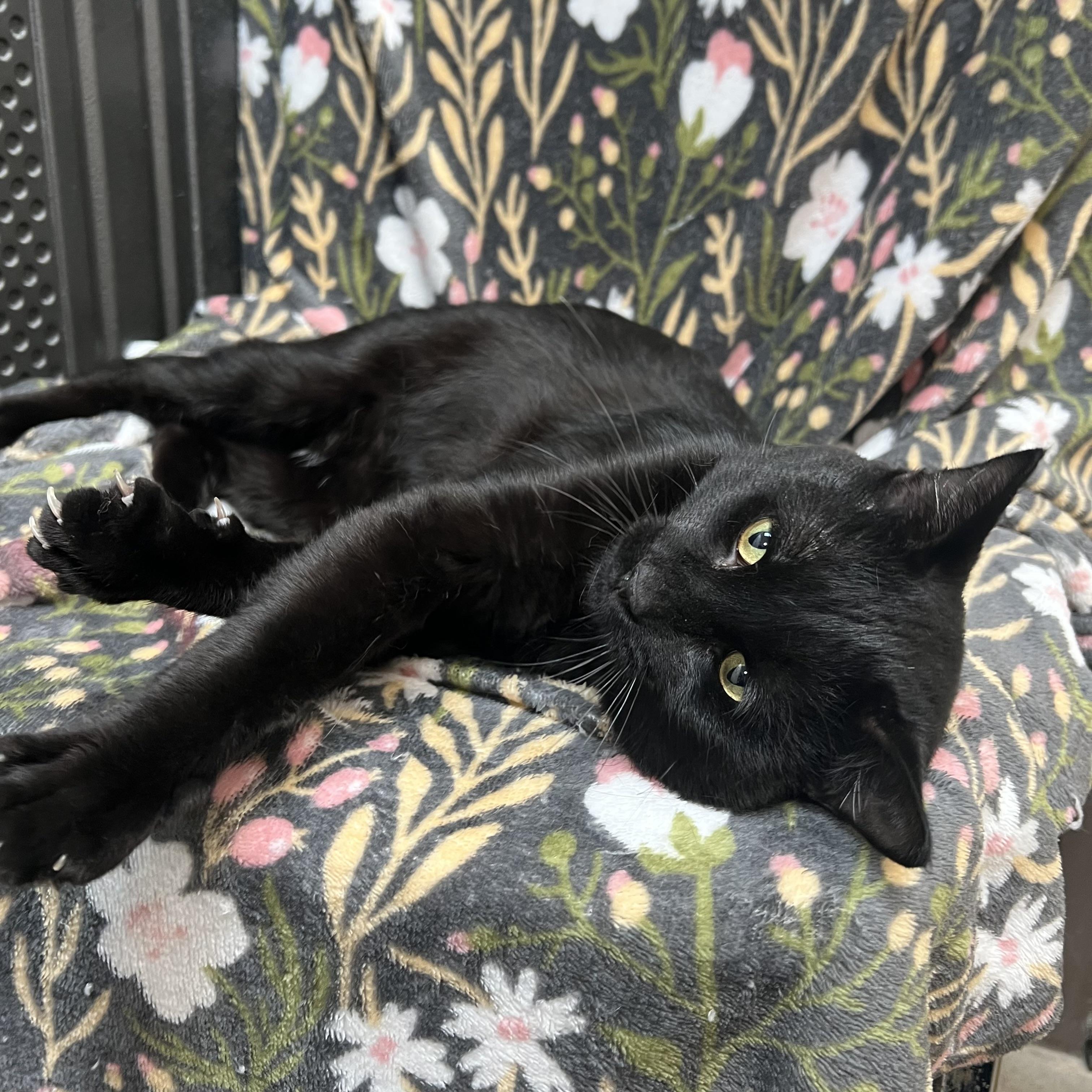Enlarge Darth Vader, a ADOPTABLE Domestic Short Hair in Fairmont, MN image 5/6