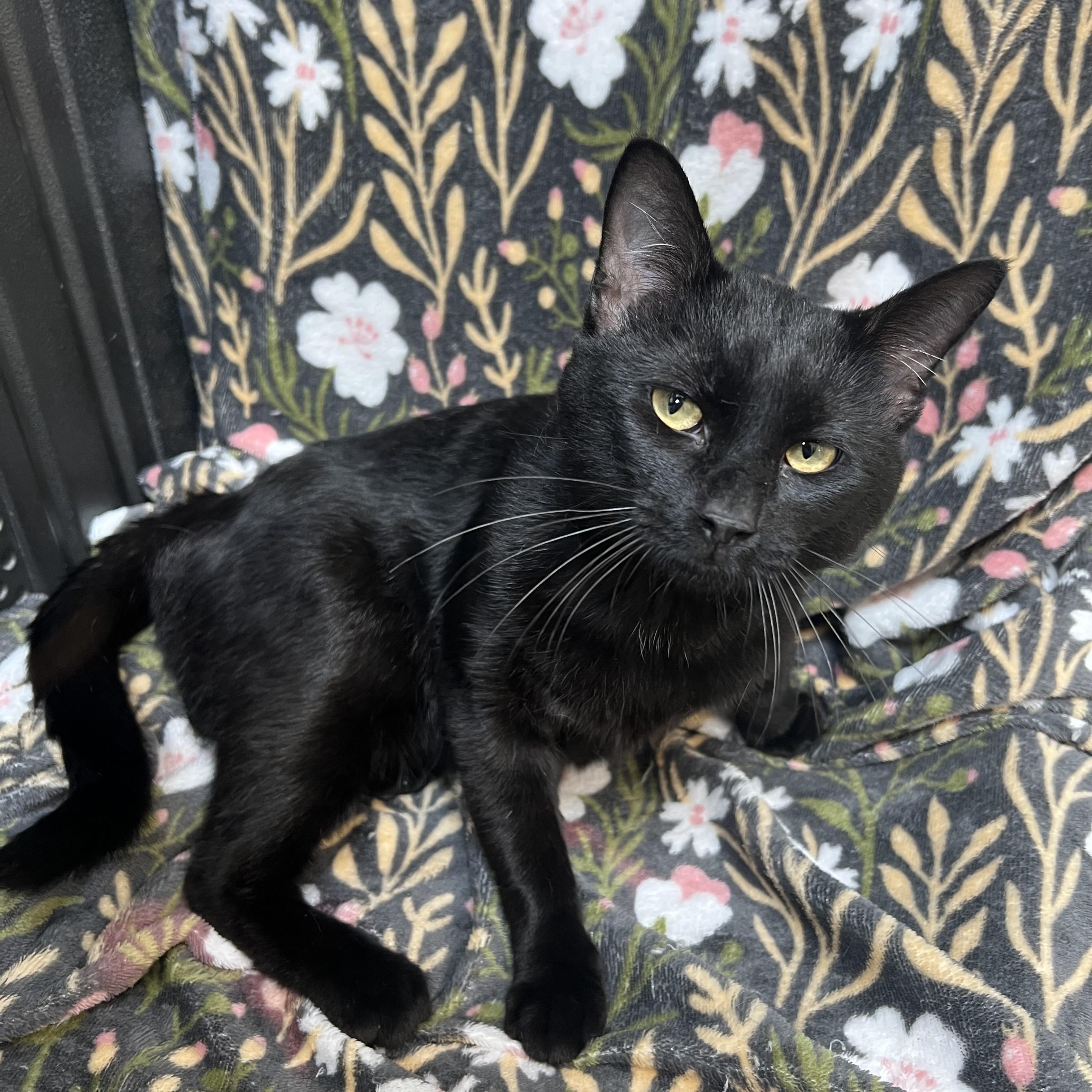 Enlarge Darth Vader, a ADOPTABLE Domestic Short Hair in Fairmont, MN image 3/6