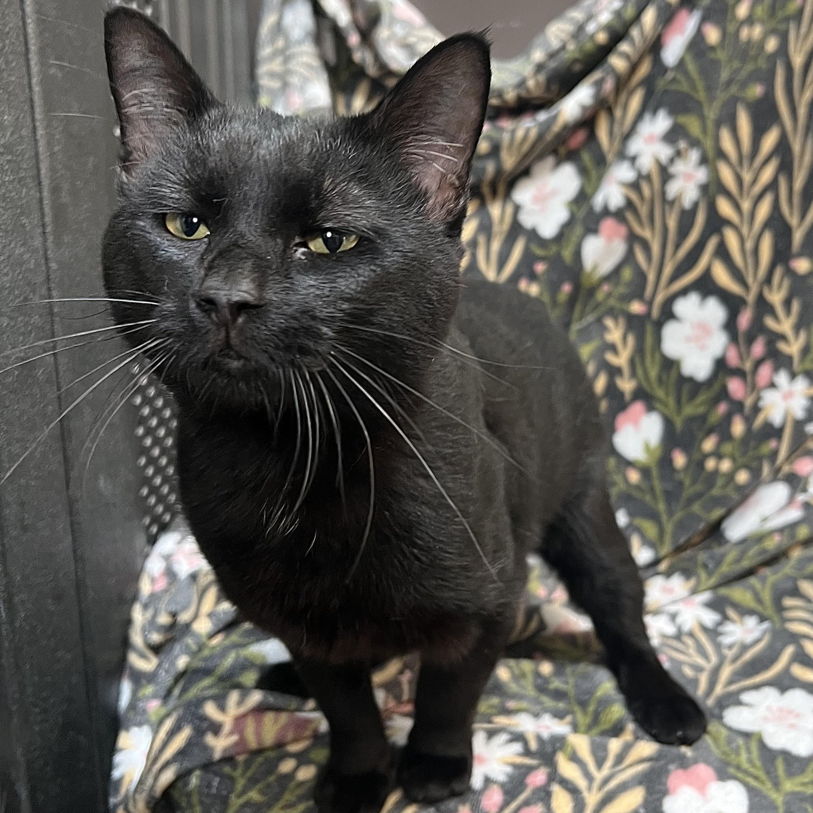 Enlarge Darth Vader, a ADOPTABLE Domestic Short Hair in Fairmont, MN image 6/6