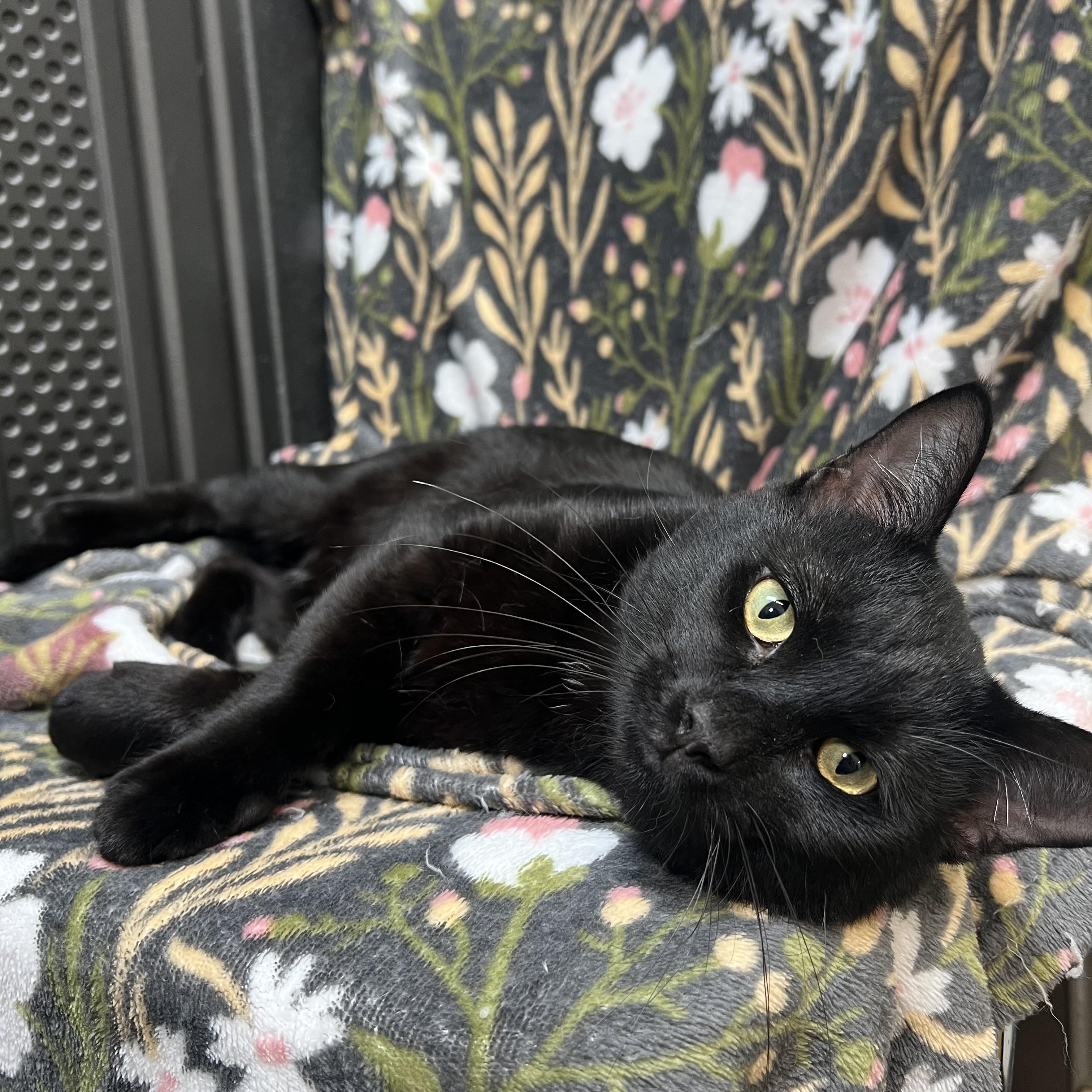 Enlarge Darth Vader, a ADOPTABLE Domestic Short Hair in Fairmont, MN image 1/6