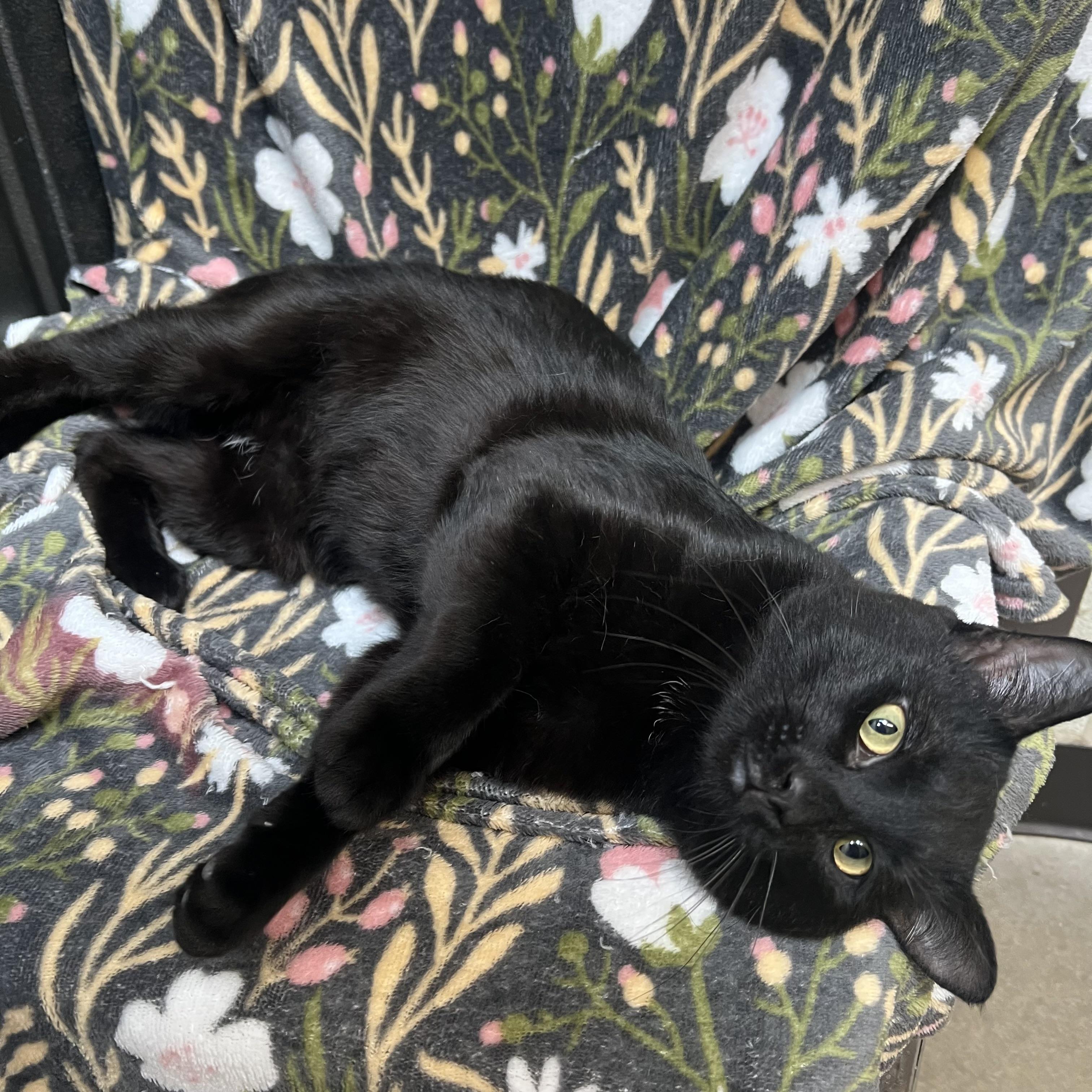 Enlarge Darth Vader, a ADOPTABLE Domestic Short Hair in Fairmont, MN image 2/6