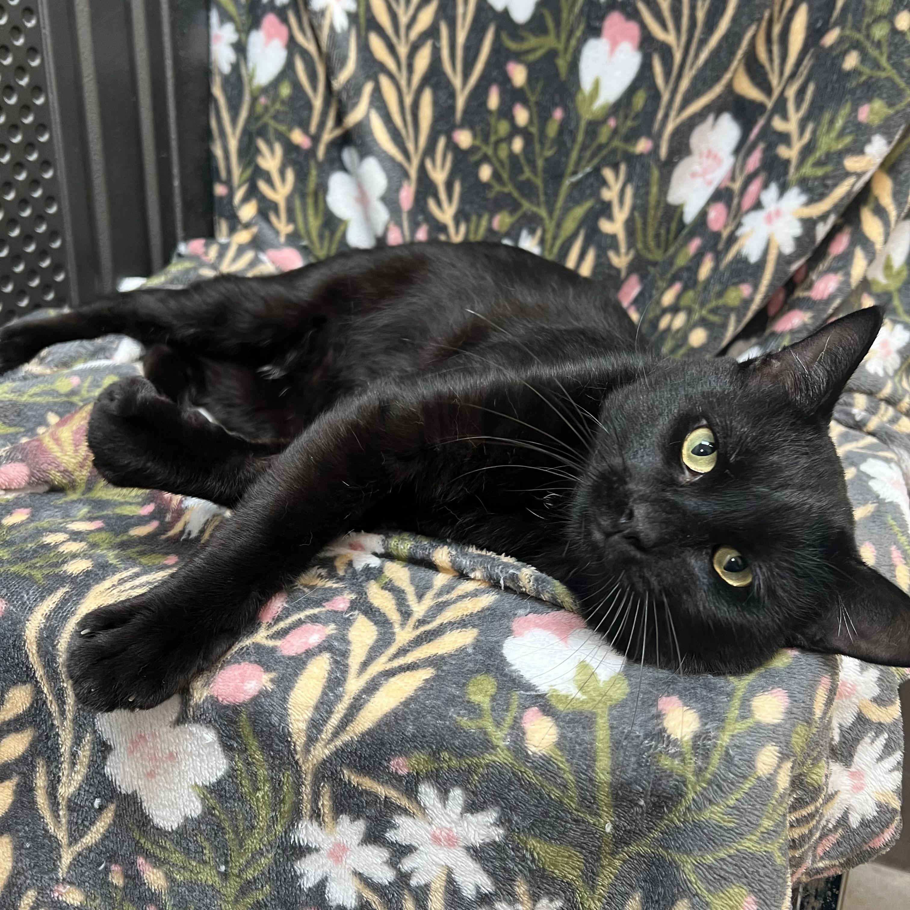 Enlarge Darth Vader, a ADOPTABLE Domestic Short Hair in Fairmont, MN image 4/6