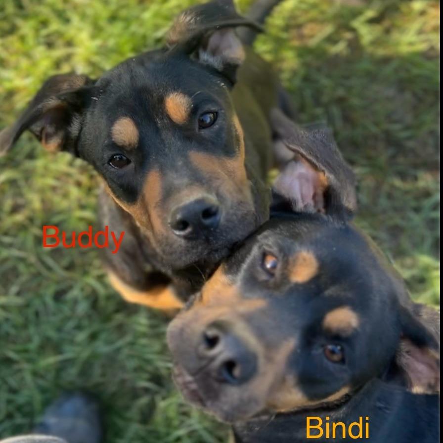 Bindi, Adoptable, Adult Female Rottweiler & Mixed Breed.