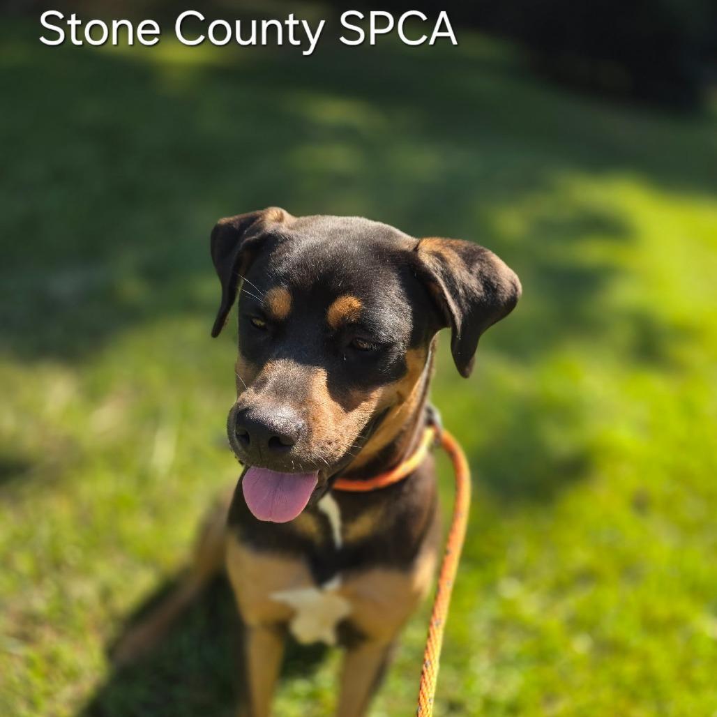 Bindi, a Adoptable mixed breed in Wiggins, MS image 2/4