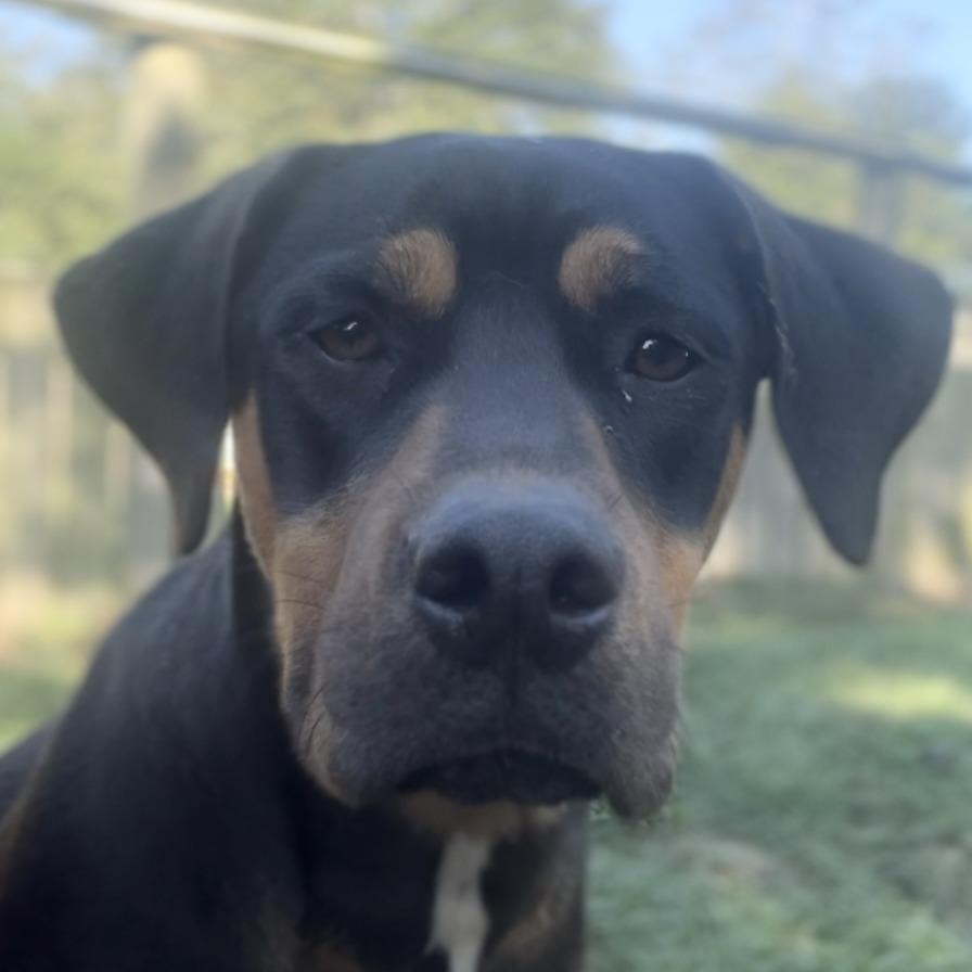 Bindi, a Adoptable mixed breed in Wiggins, MS image 3/4