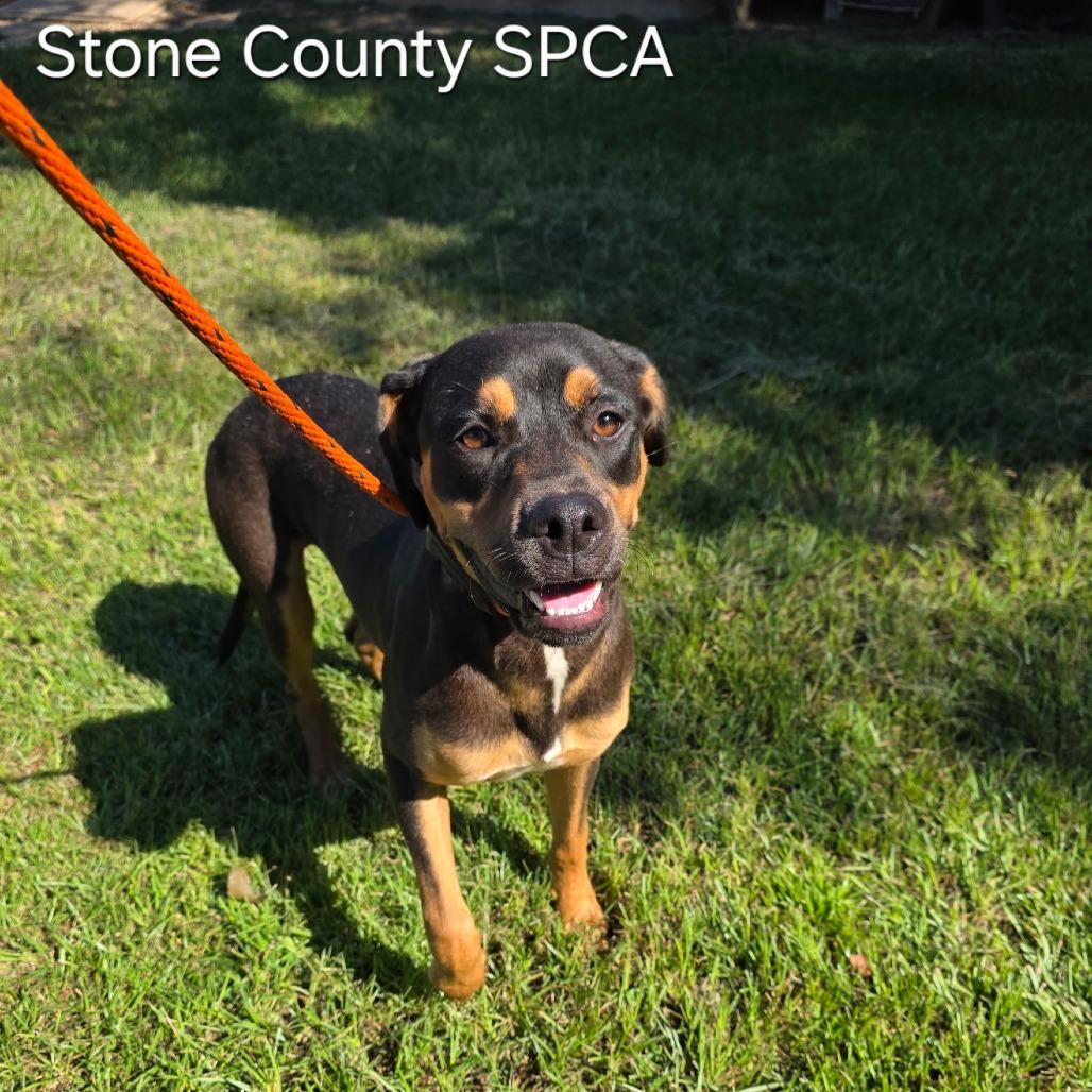 Bindi, a Adoptable mixed breed in Wiggins, MS image 4/4