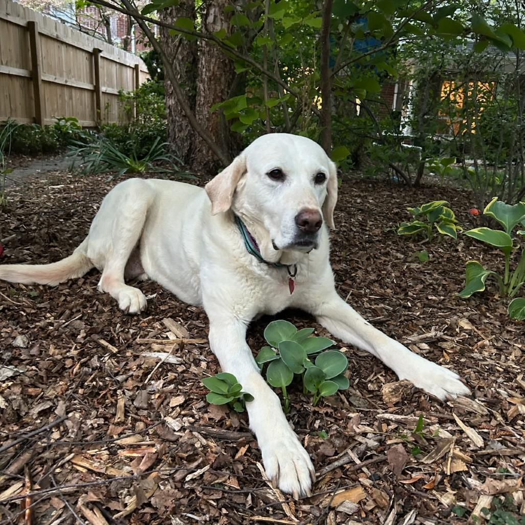 Penny, a Adoptable Labrador Retriever in Sinking Spring, PA image 1/3