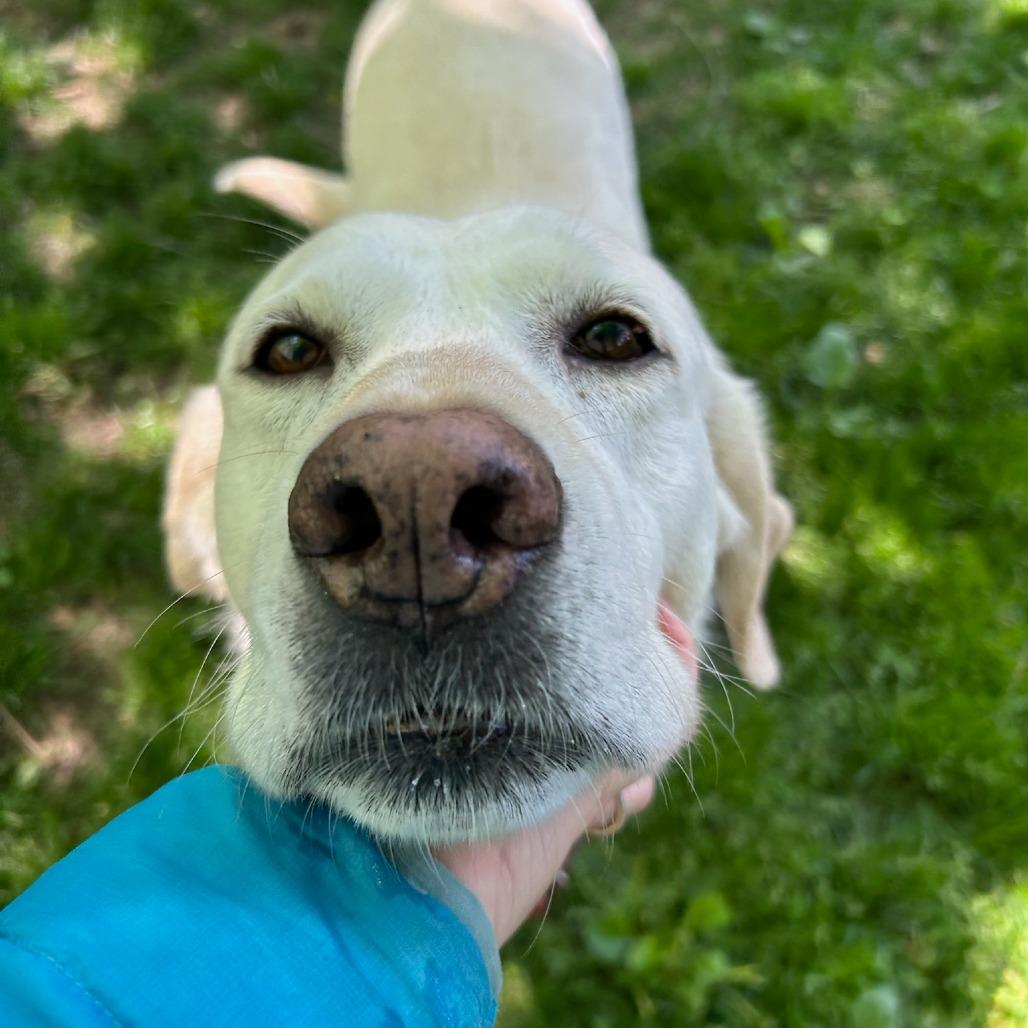 Penny, a Adoptable Labrador Retriever in Sinking Spring, PA image 3/3