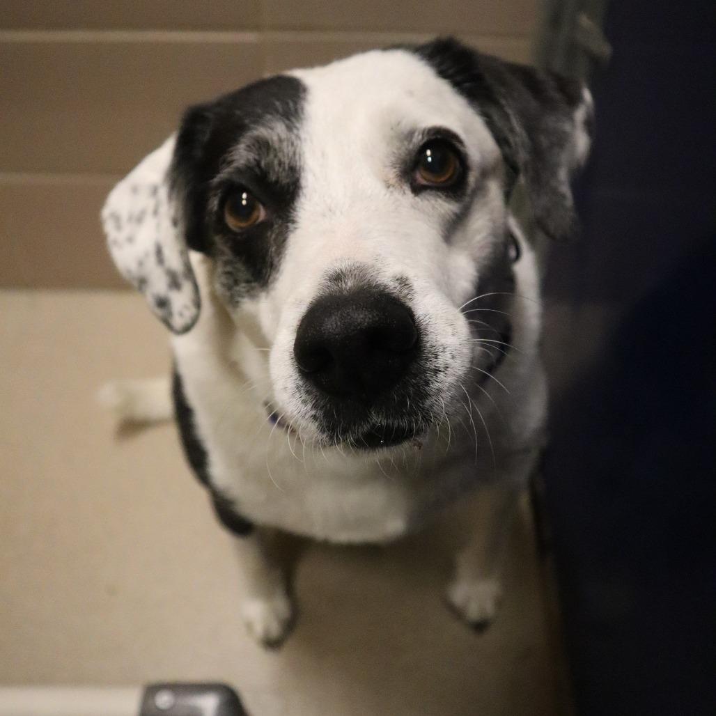 Lady, Adoptable, Senior Female Mixed Breed.