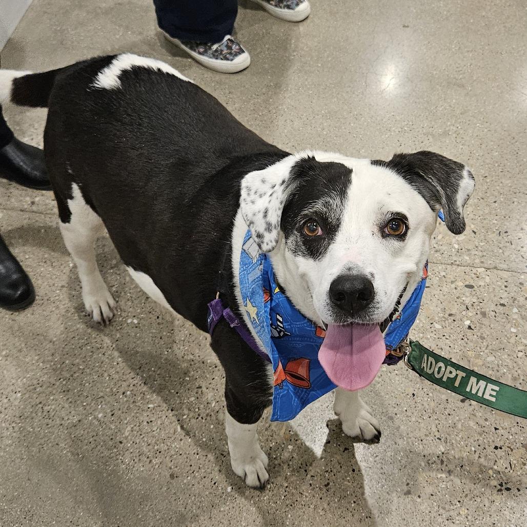 Enlarge Lady, a Adoptable Mixed Breed in Waukesha, WI image 3/3