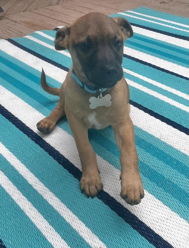 Rogers Preschool, a Adoptable mixed breed in Boston, MA image 1/6