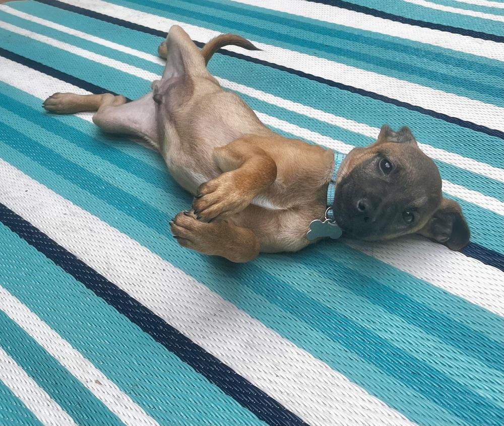 Rogers Preschool, a Adoptable mixed breed in Boston, MA image 2/6