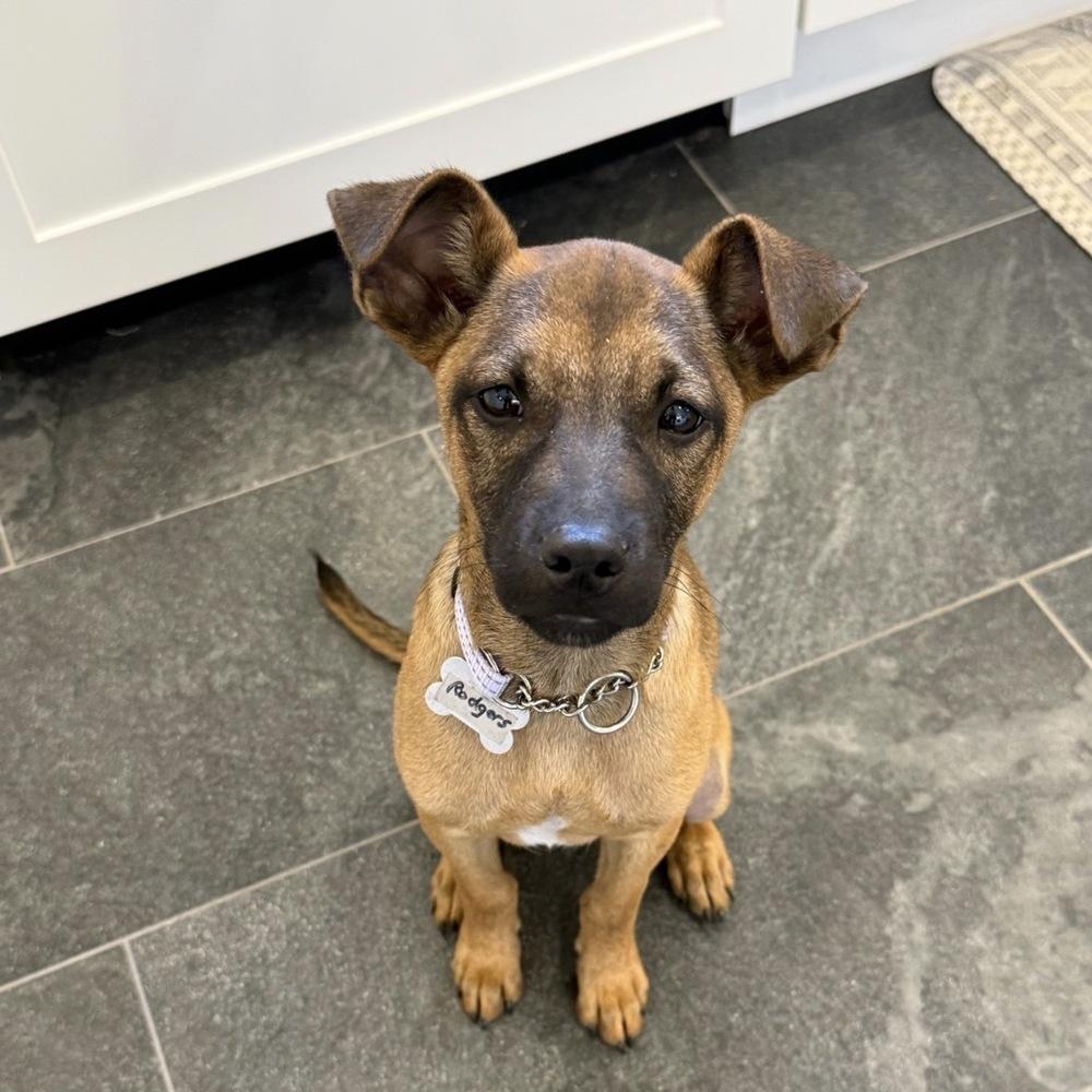 Rogers Preschool, a Adoptable mixed breed in Boston, MA image 3/6