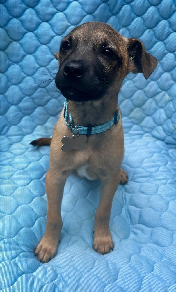 Rogers Preschool, a Adoptable mixed breed in Boston, MA image 5/6