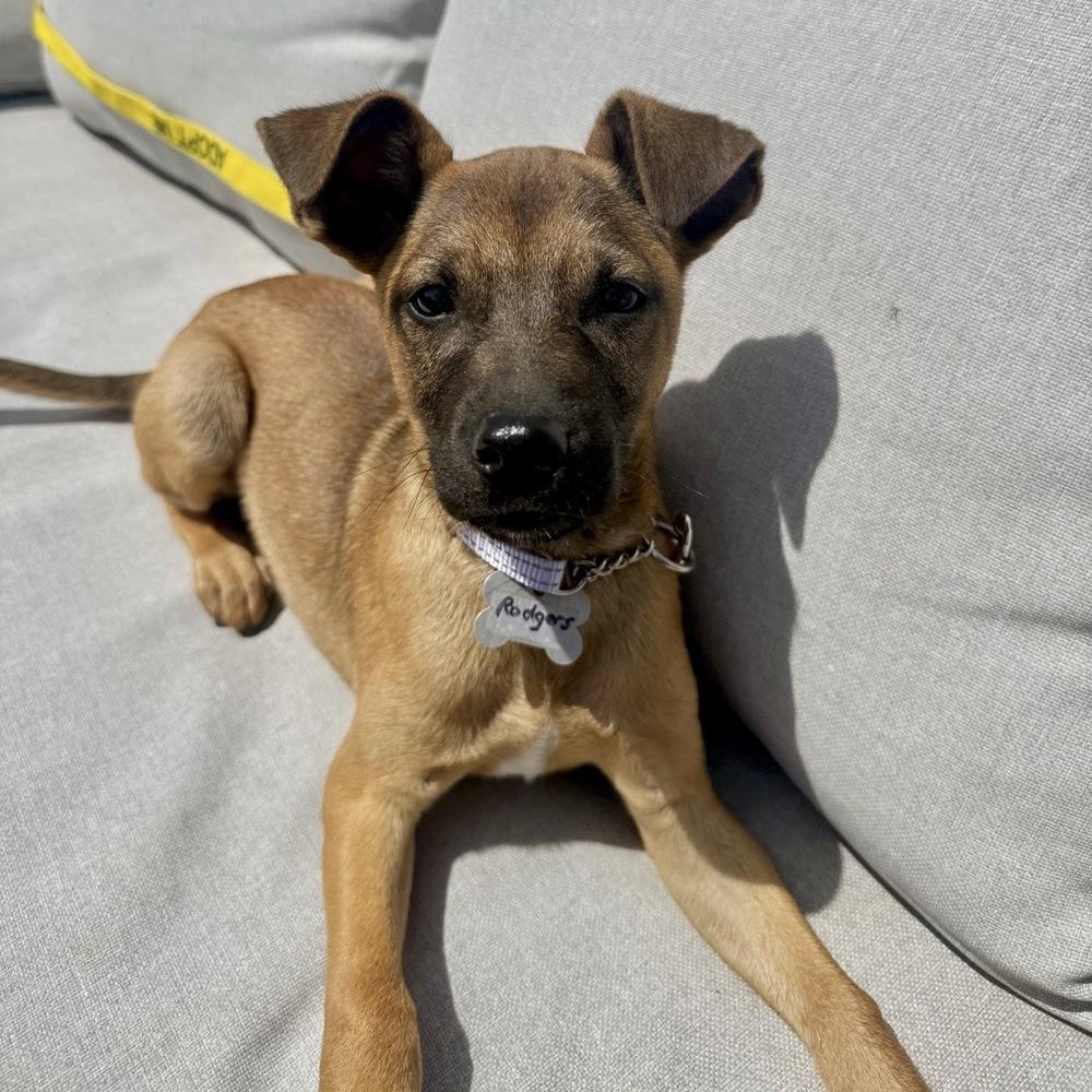 Rogers Preschool, a Adoptable mixed breed in Boston, MA image 6/6