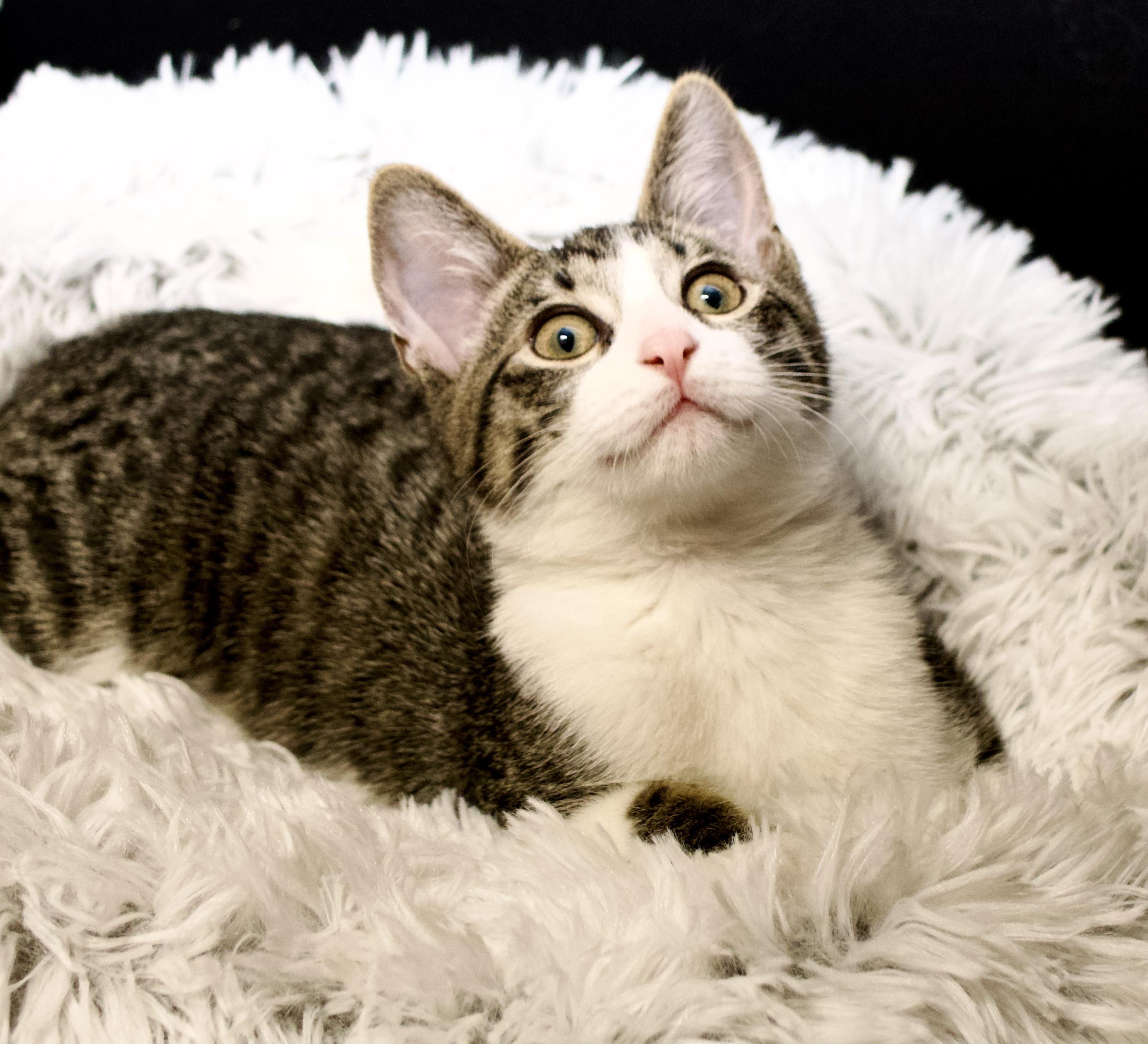 Thing One and Thing Two - Bonded Pair, Adoptable, Kitten Male Domestic Short Hair.
