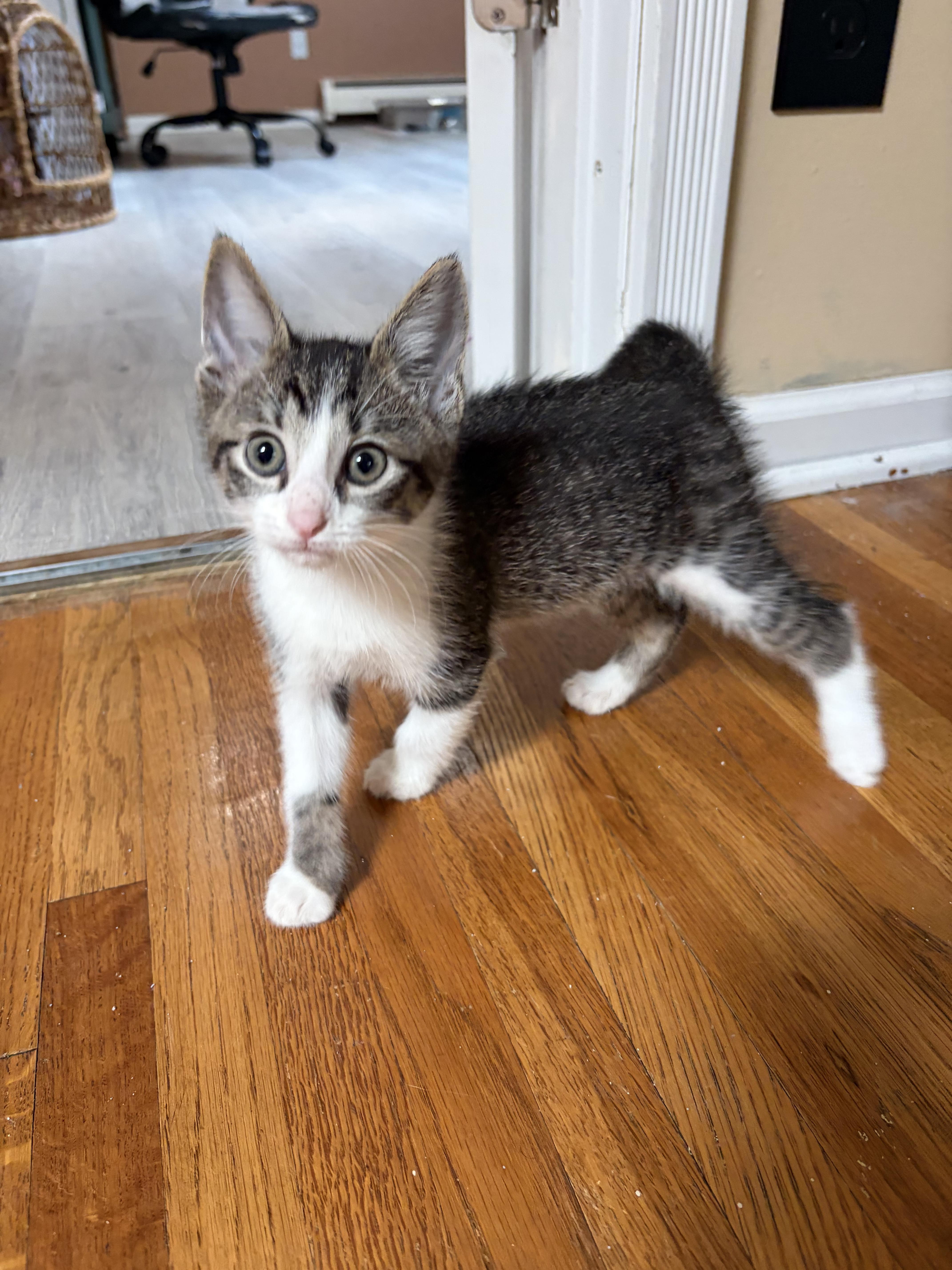 Enlarge Thing One and Thing Two - Bonded Pair, a Adoptable Domestic Short Hair in Burnsville, MN image 3/4