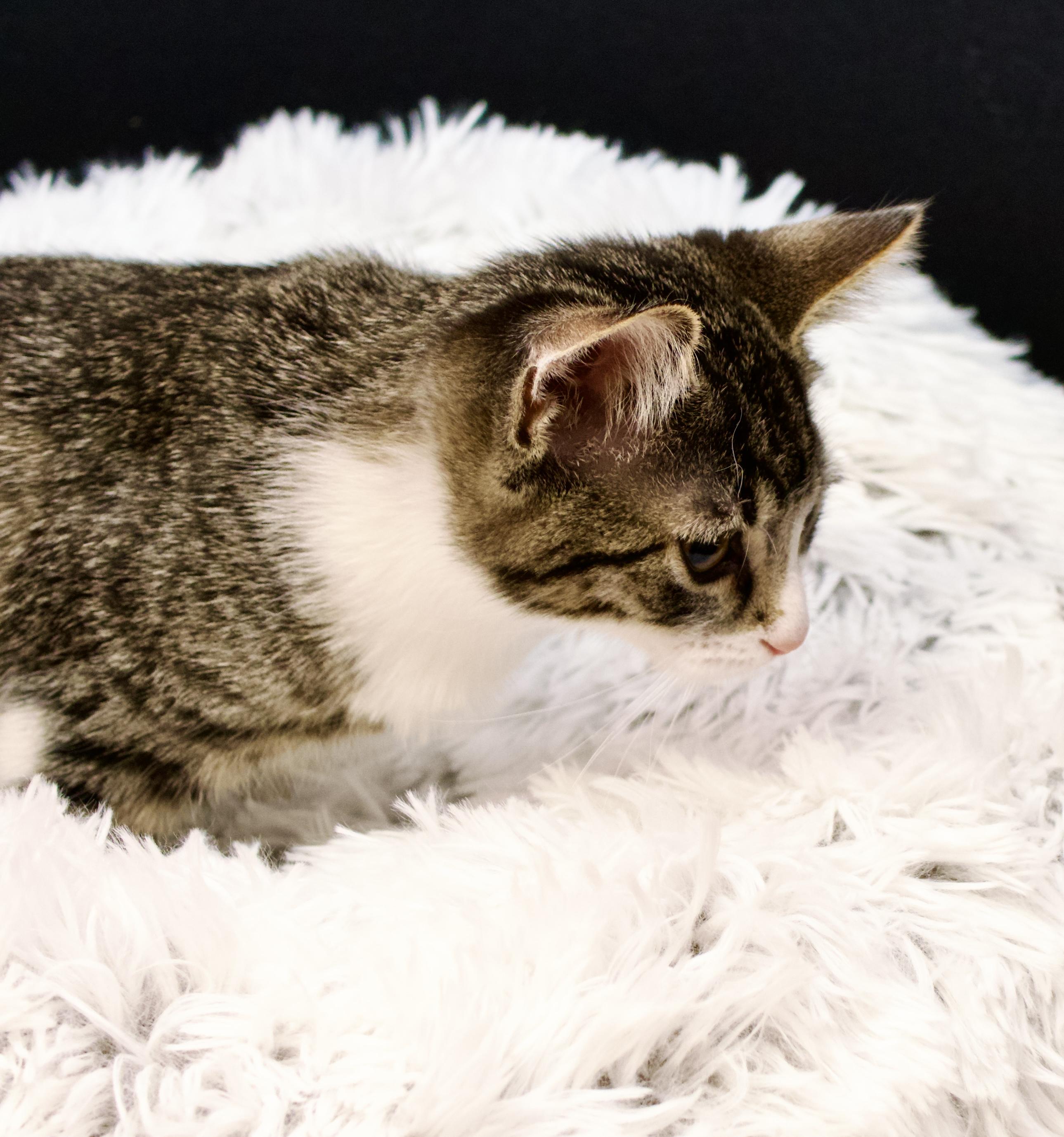 Enlarge Thing One and Thing Two - Bonded Pair, a Adoptable Domestic Short Hair in Burnsville, MN image 2/6
