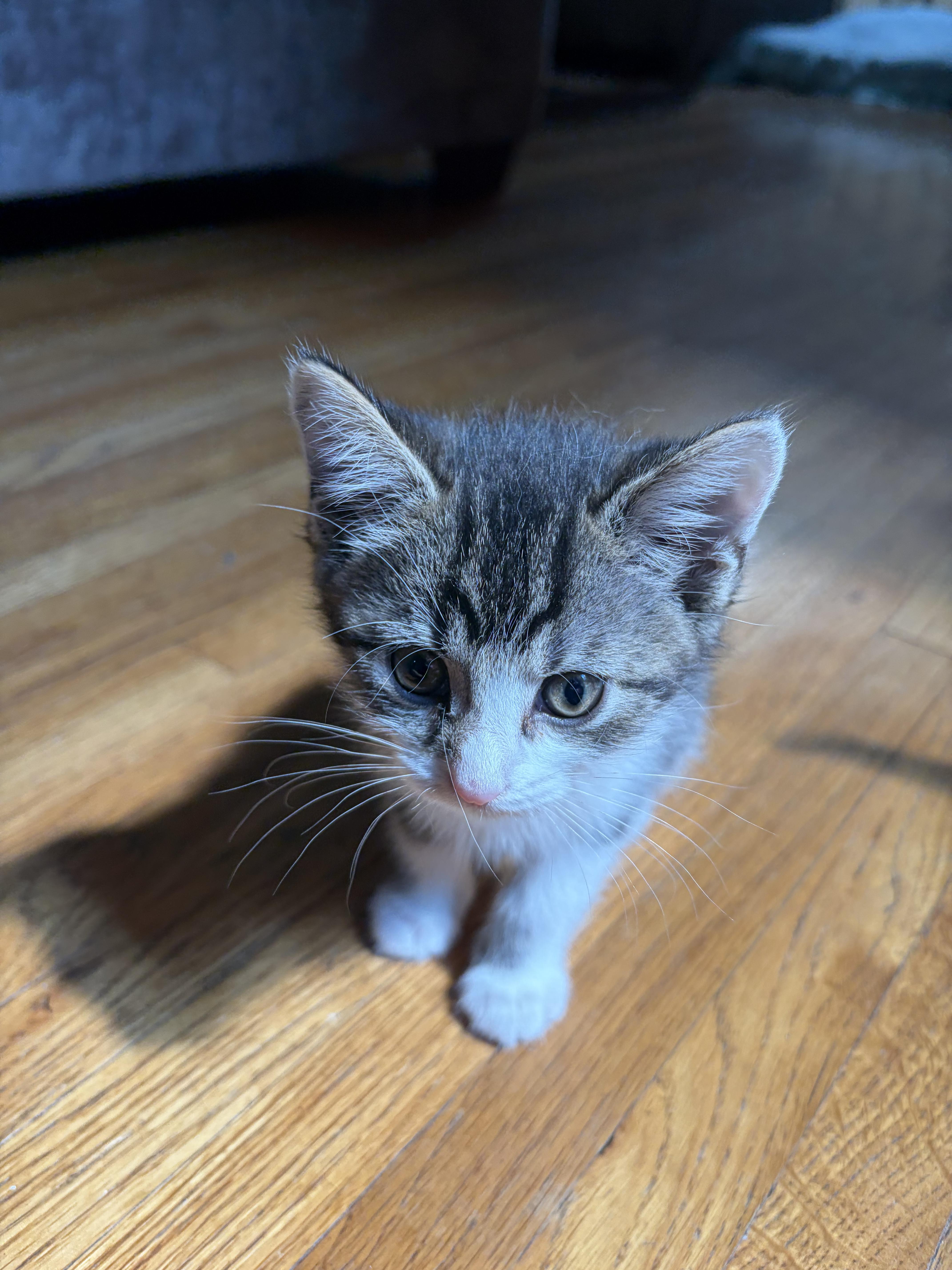 Enlarge Thing One and Thing Two - Bonded Pair, a Adoptable Domestic Short Hair in Burnsville, MN image 2/4