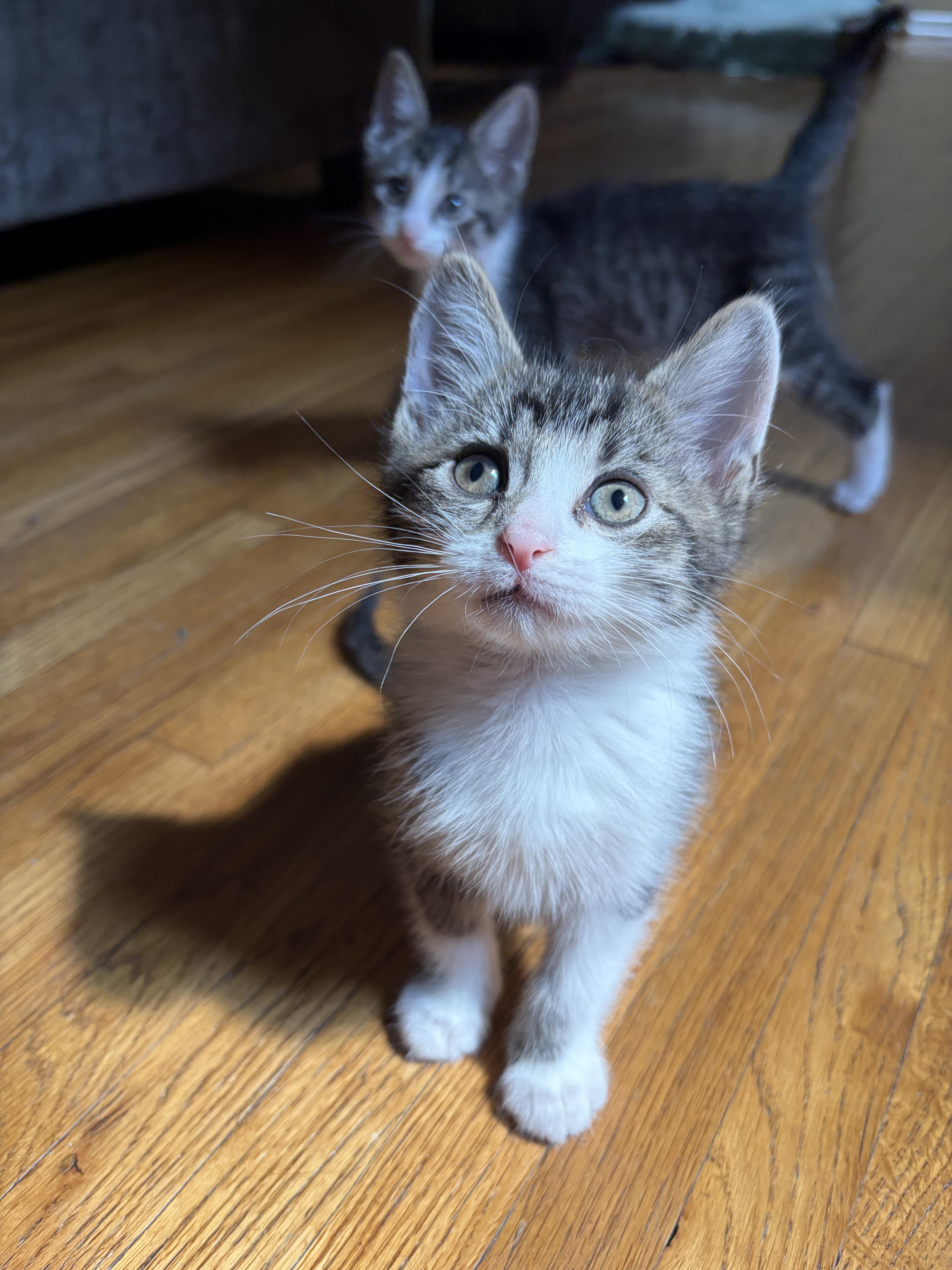 Thing One and Thing Two - Bonded Pair, Adoptable, Kitten Male Domestic Short Hair.