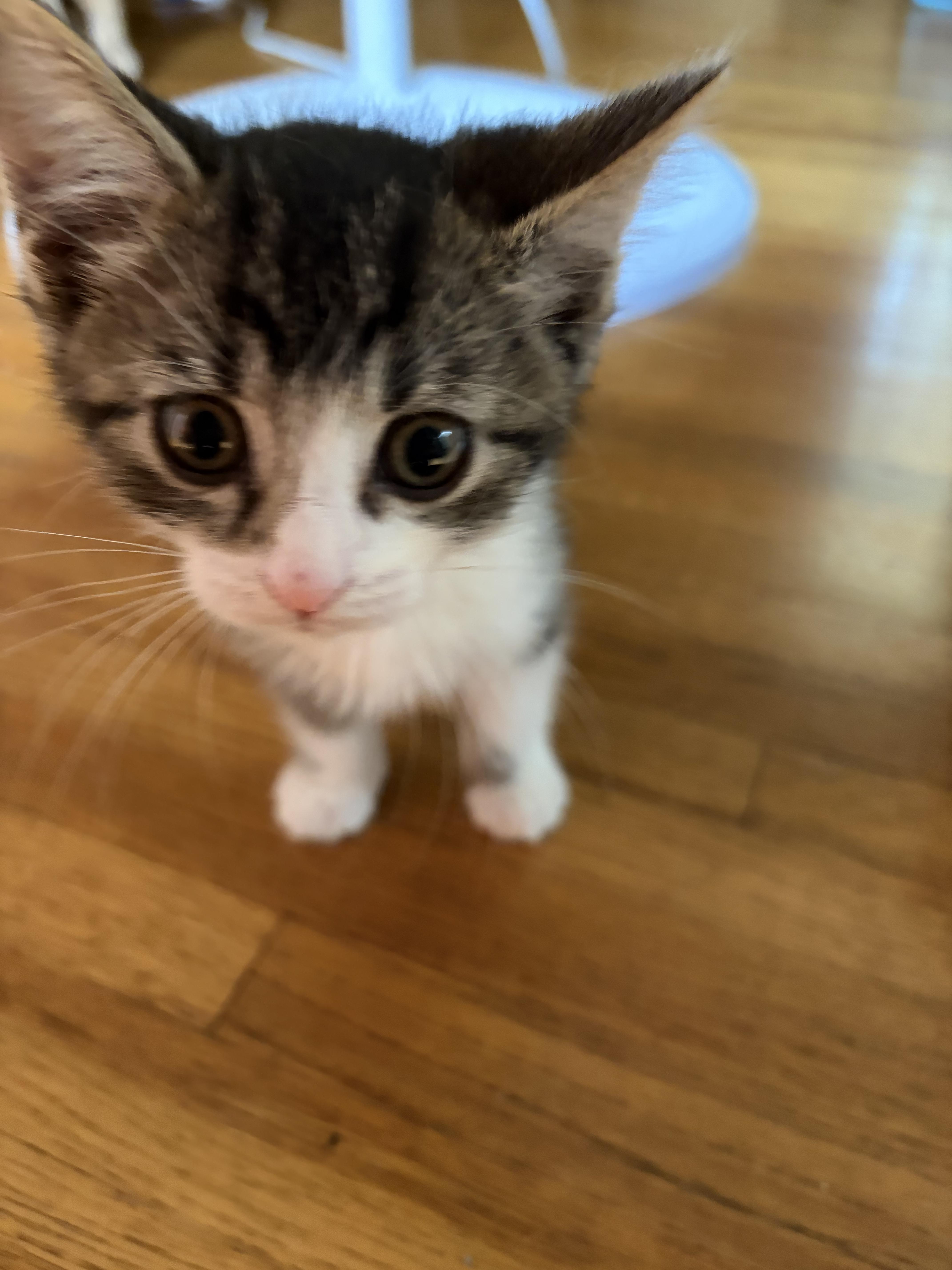 Enlarge Thing One and Thing Two - Bonded Pair, a Adoptable Domestic Short Hair in Burnsville, MN image 4/4