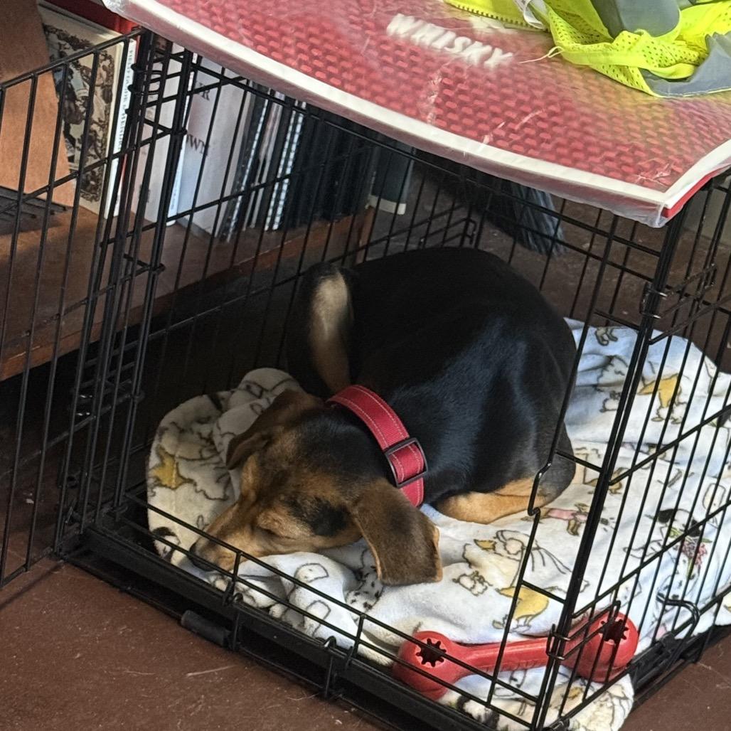 Willow (Benefactor Puppy)