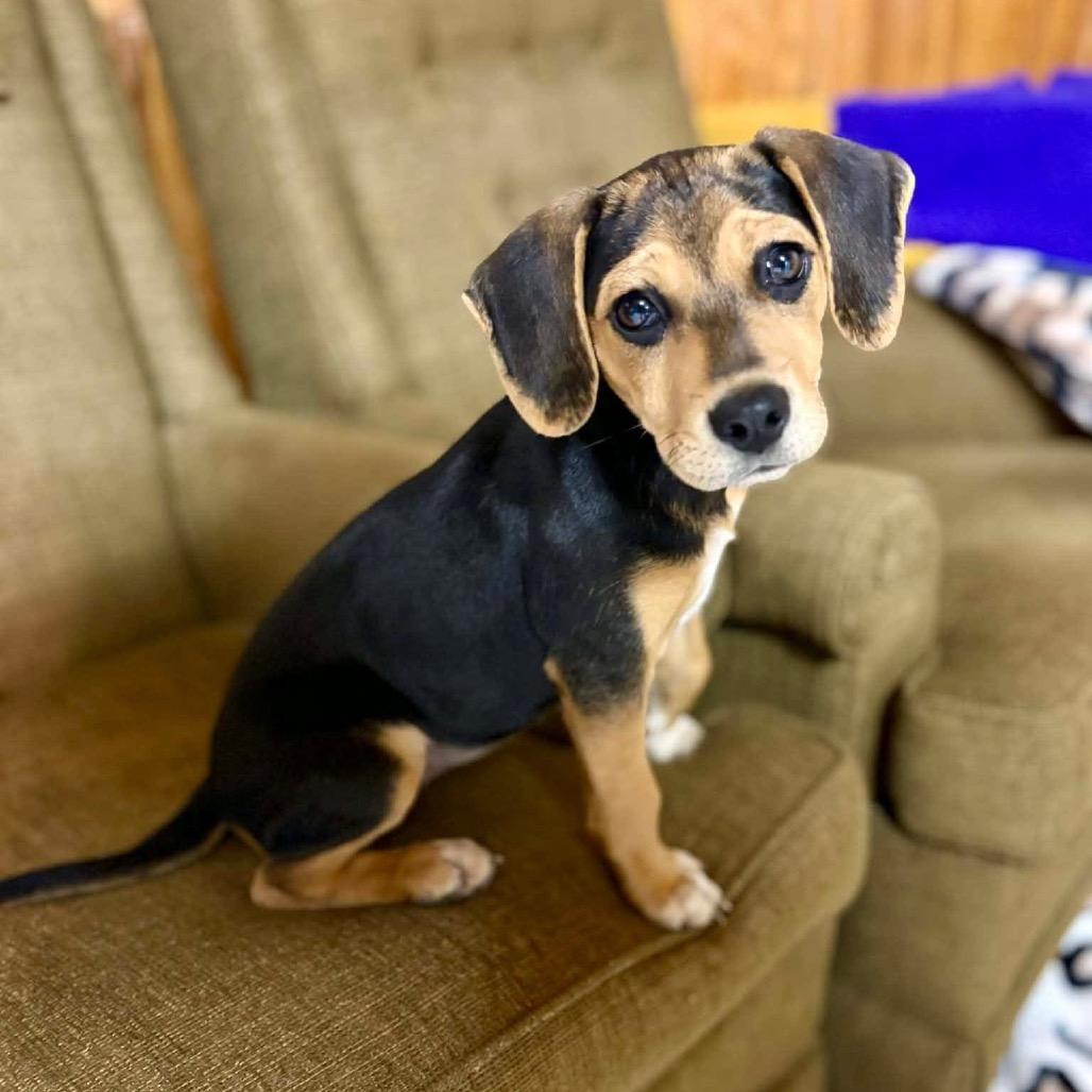 Willow (Benefactor Puppy) — thumbnail 4