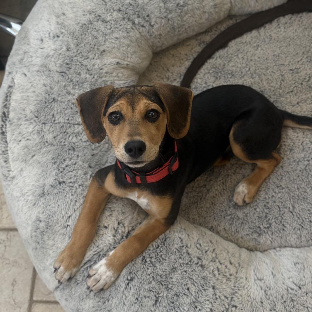 Willow (Benefactor Puppy) — thumbnail 5