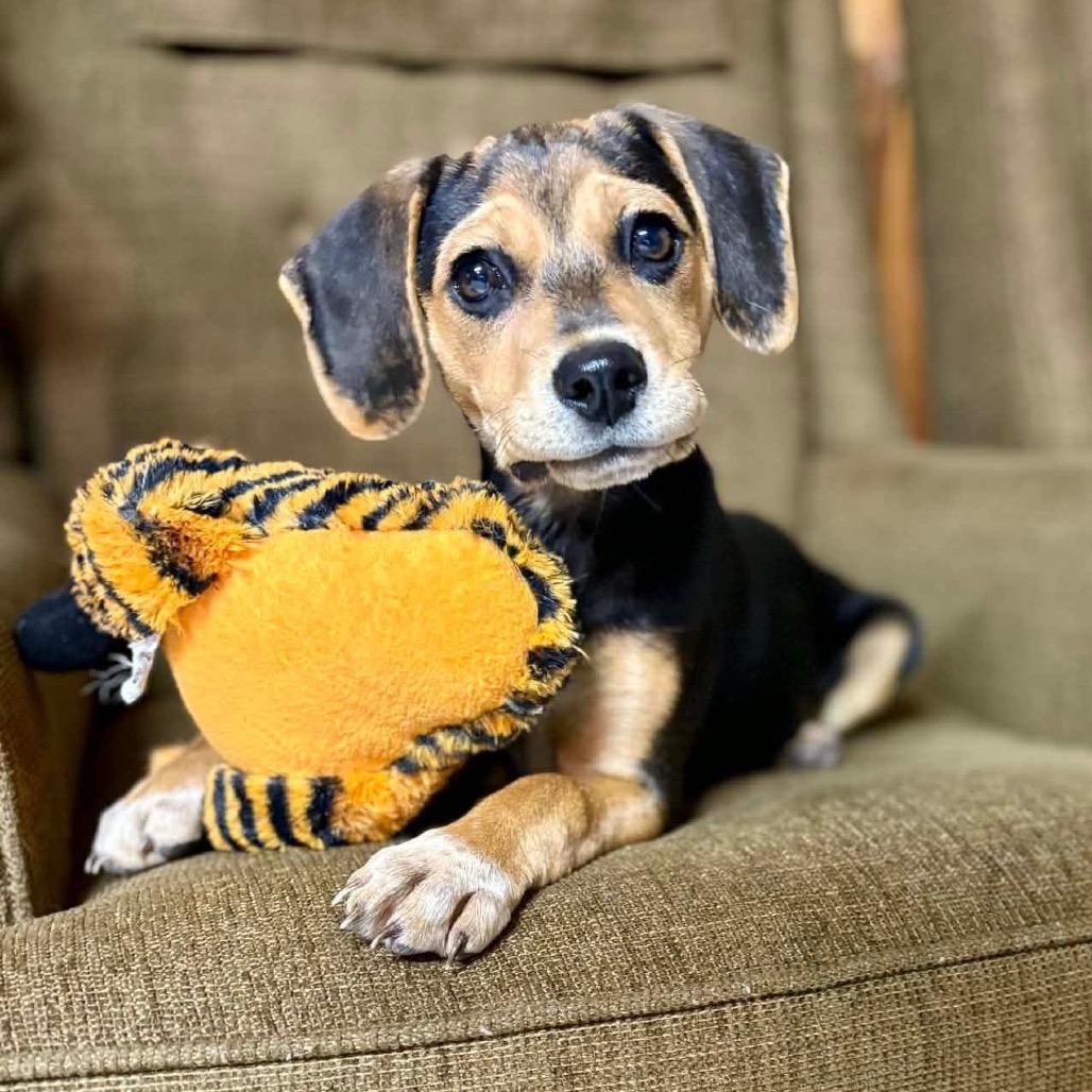 Willow (Benefactor Puppy) — thumbnail 6