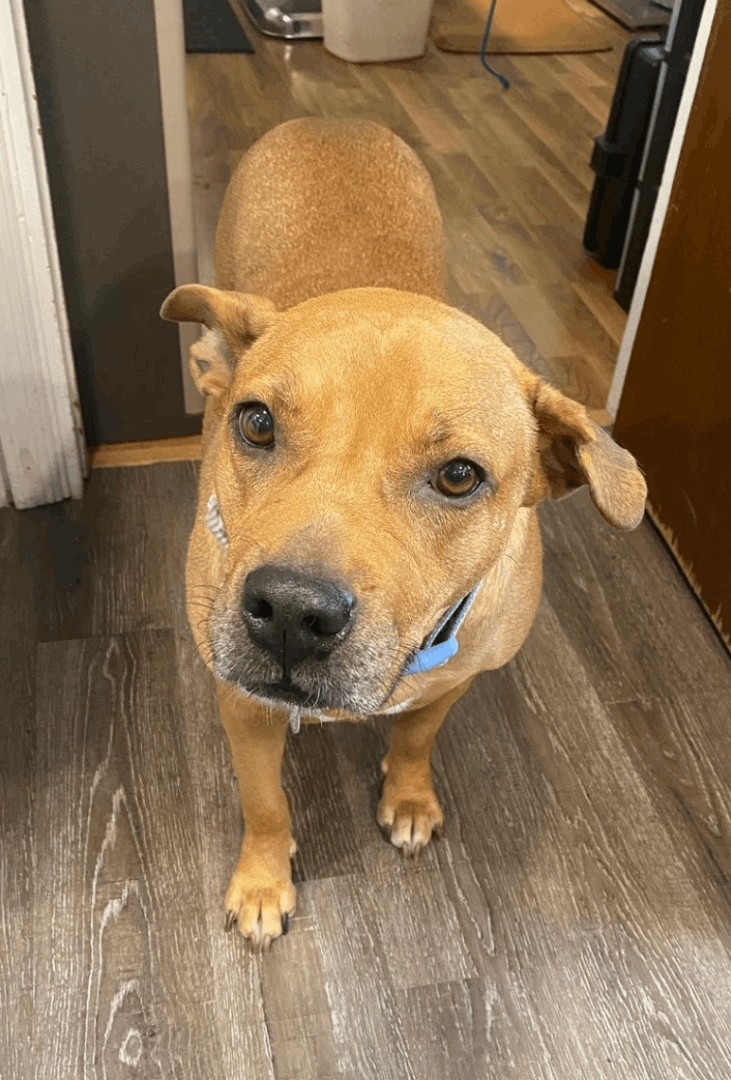 Enlarge Jill, a Adopted mixed breed in Port Jefferson Station, NY image 1/4