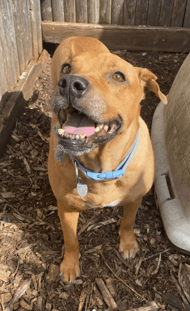 Enlarge Jill, a Adopted mixed breed in Port Jefferson Station, NY image 2/4