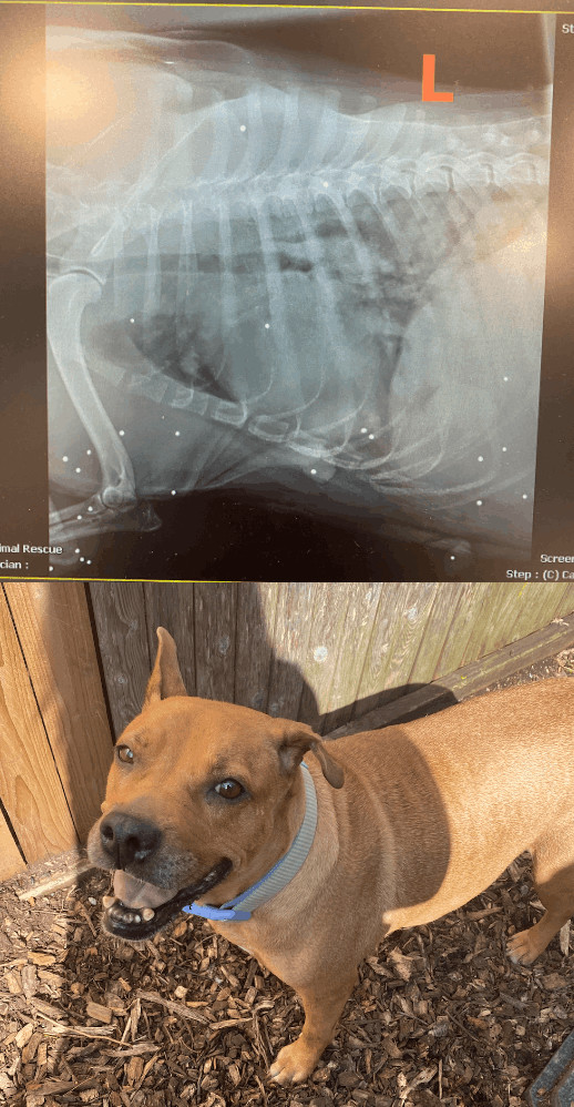 Enlarge Jill, a Adopted mixed breed in Port Jefferson Station, NY image 3/4