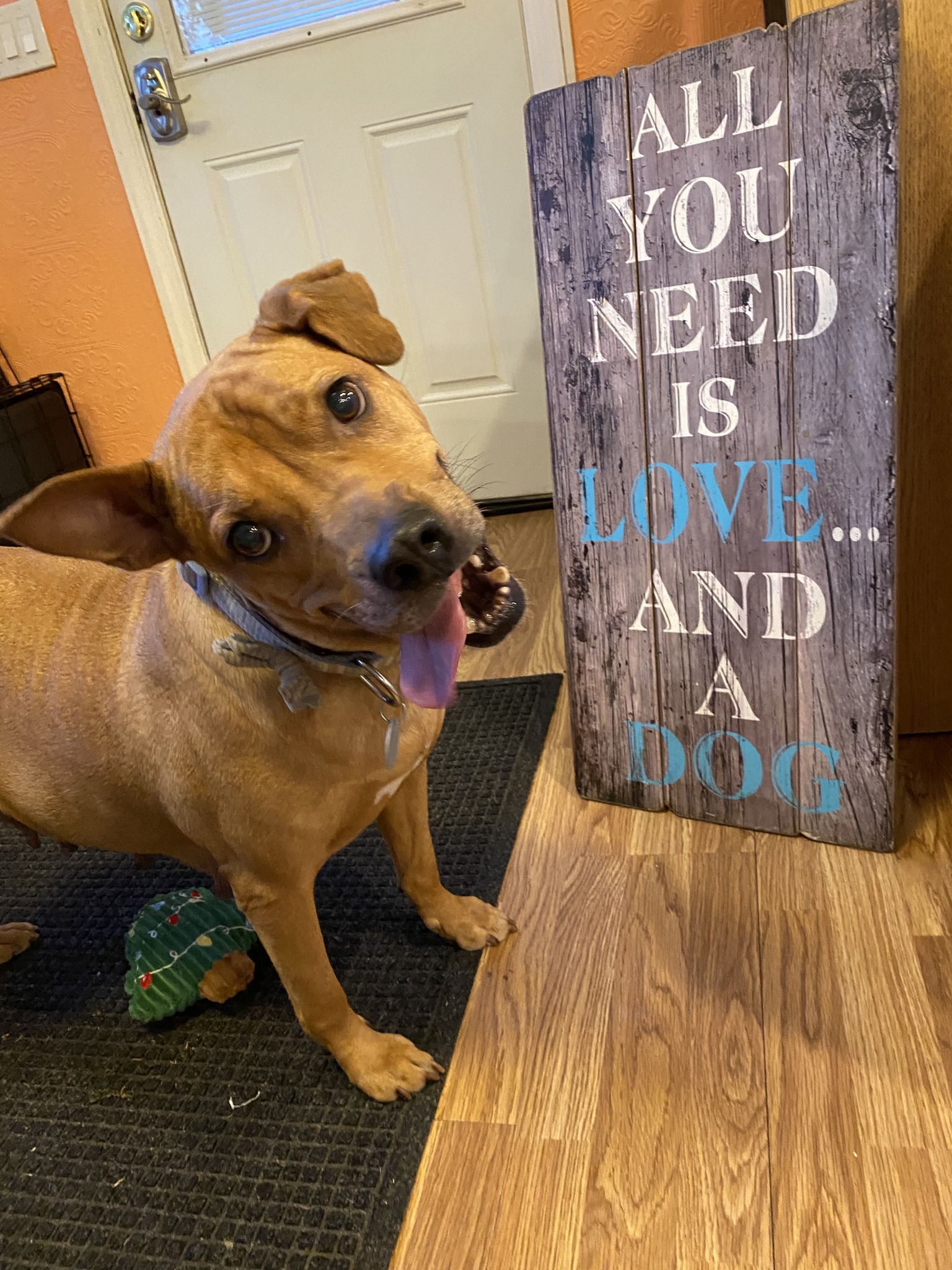 Enlarge Jill, a Adopted mixed breed in Port Jefferson Station, NY image 4/4