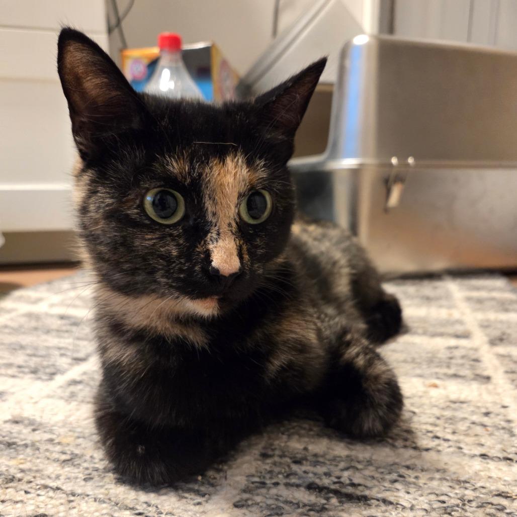 Anne, Adoptable, Adult Female Domestic Short Hair & Domestic Short Hair.