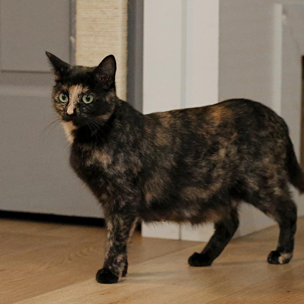 Anne, a Adoptable mixed breed in Calgary, AB image 2/6