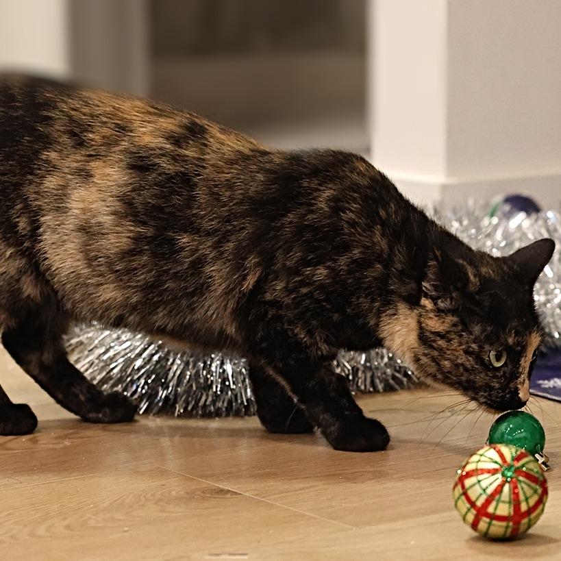 Anne, a Adoptable mixed breed in Calgary, AB image 3/6