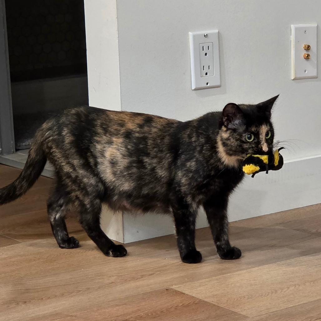 Anne, a Adoptable mixed breed in Calgary, AB image 4/6