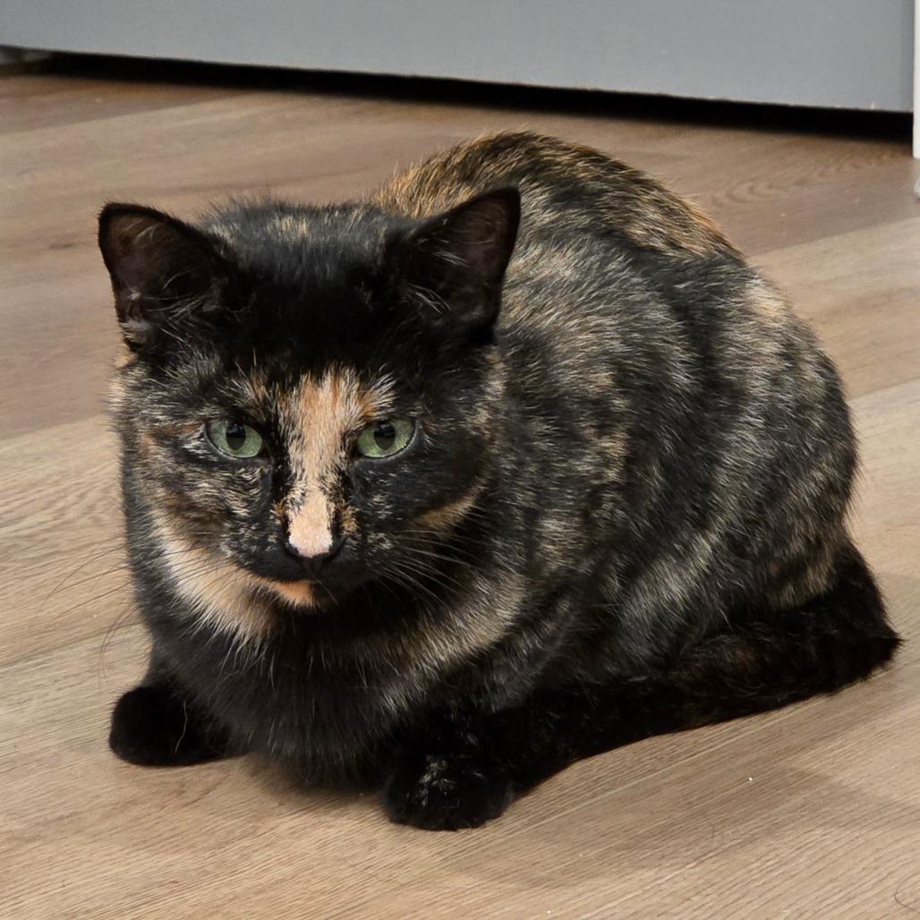 Anne, a Adoptable mixed breed in Calgary, AB image 5/6