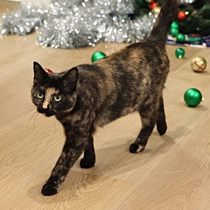 Anne, a Adoptable mixed breed in Calgary, AB image 6/6